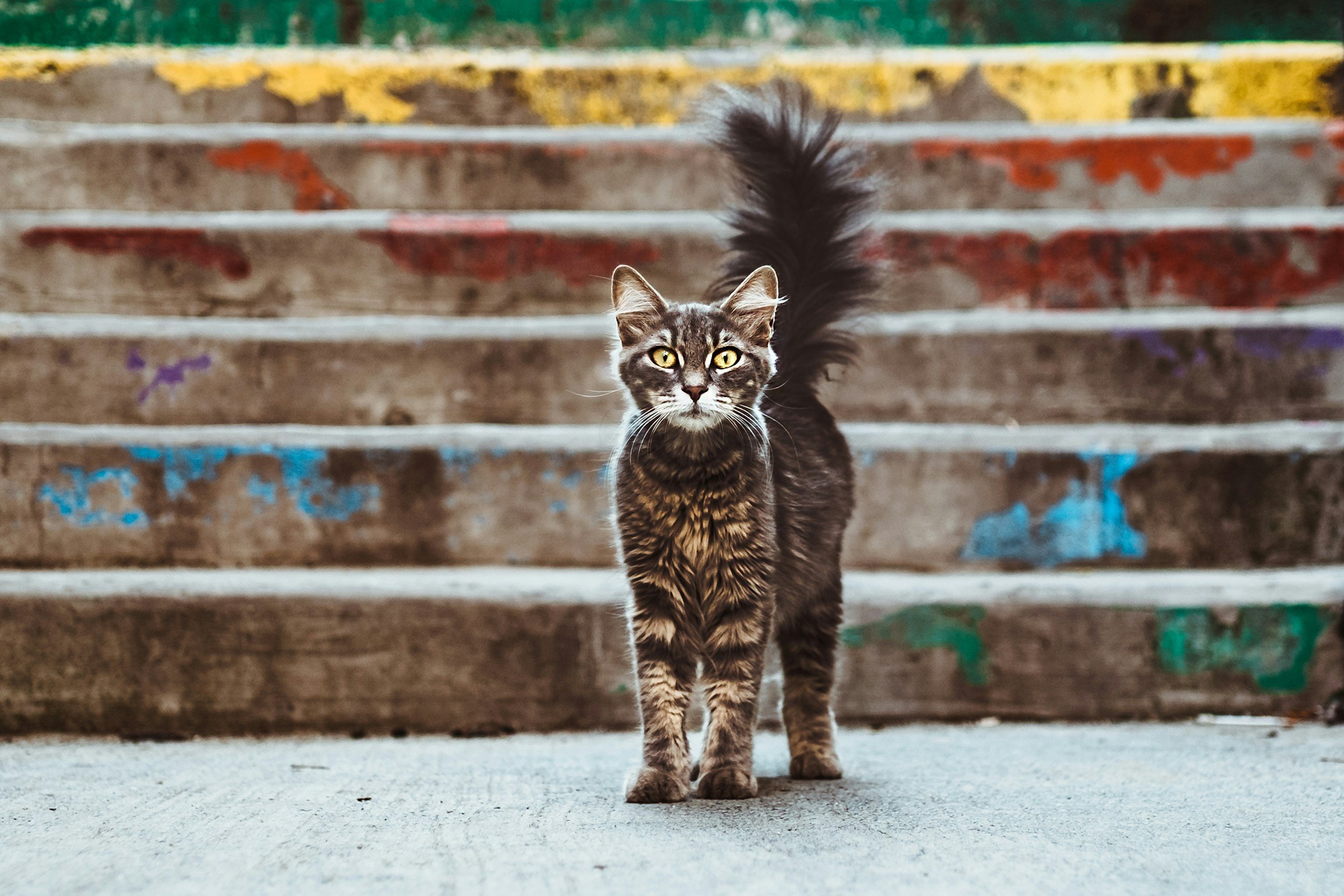 Letting children identify as animals is wrong