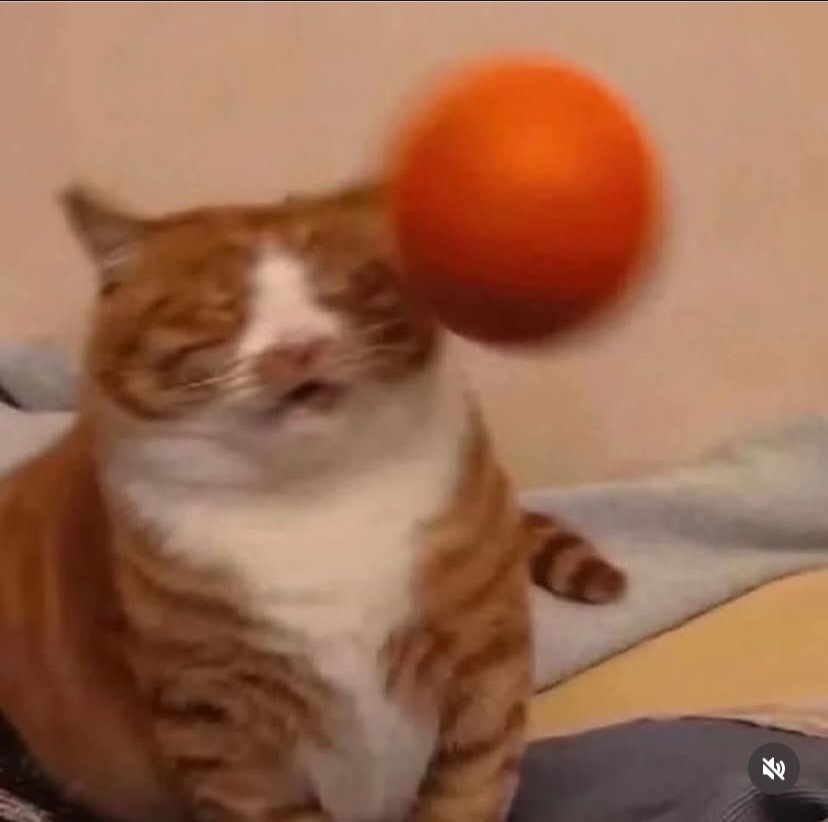 Ein getigerte, orange-weiße Katze sitzt auf einem Sofa, während ein orangefarbener Ball direkt auf ihr Gesicht zufliegt. Die Katze hat die Augen halb geschlossen, kurz bevor sie vom Ball getroffen wird.
