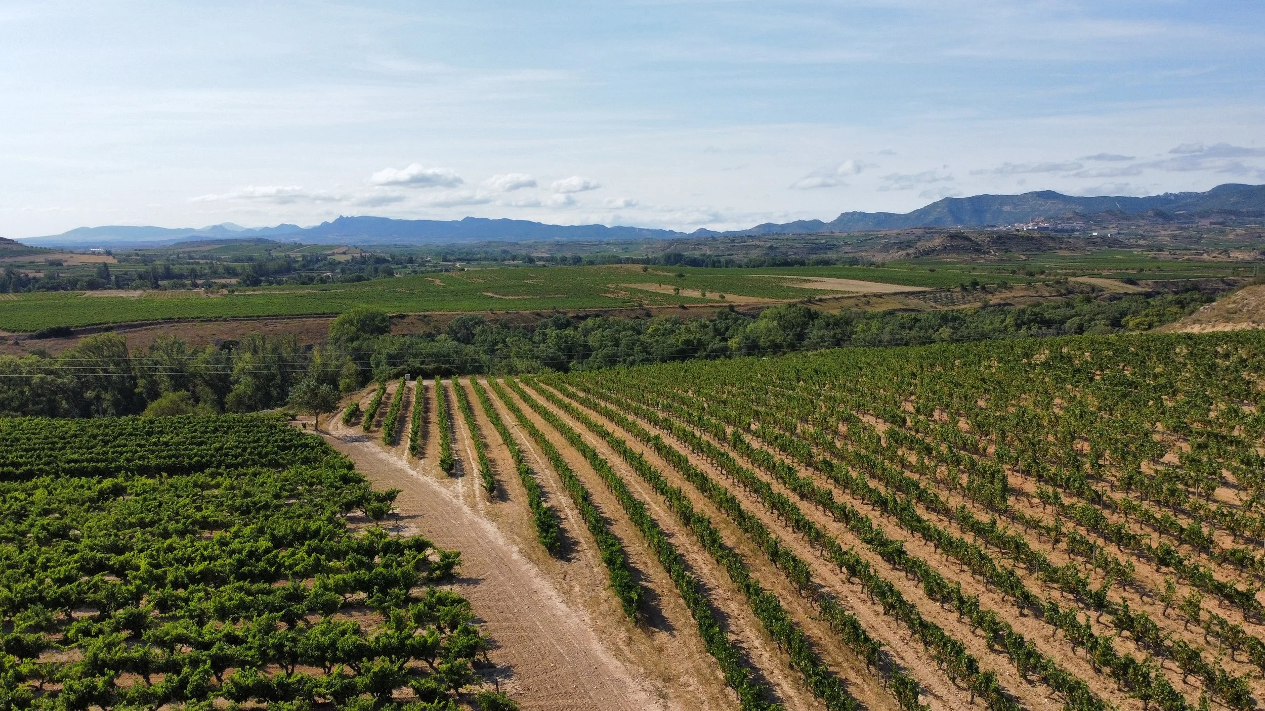 Luftaufnahme der Weinfelder im Rioja, Spanien.
