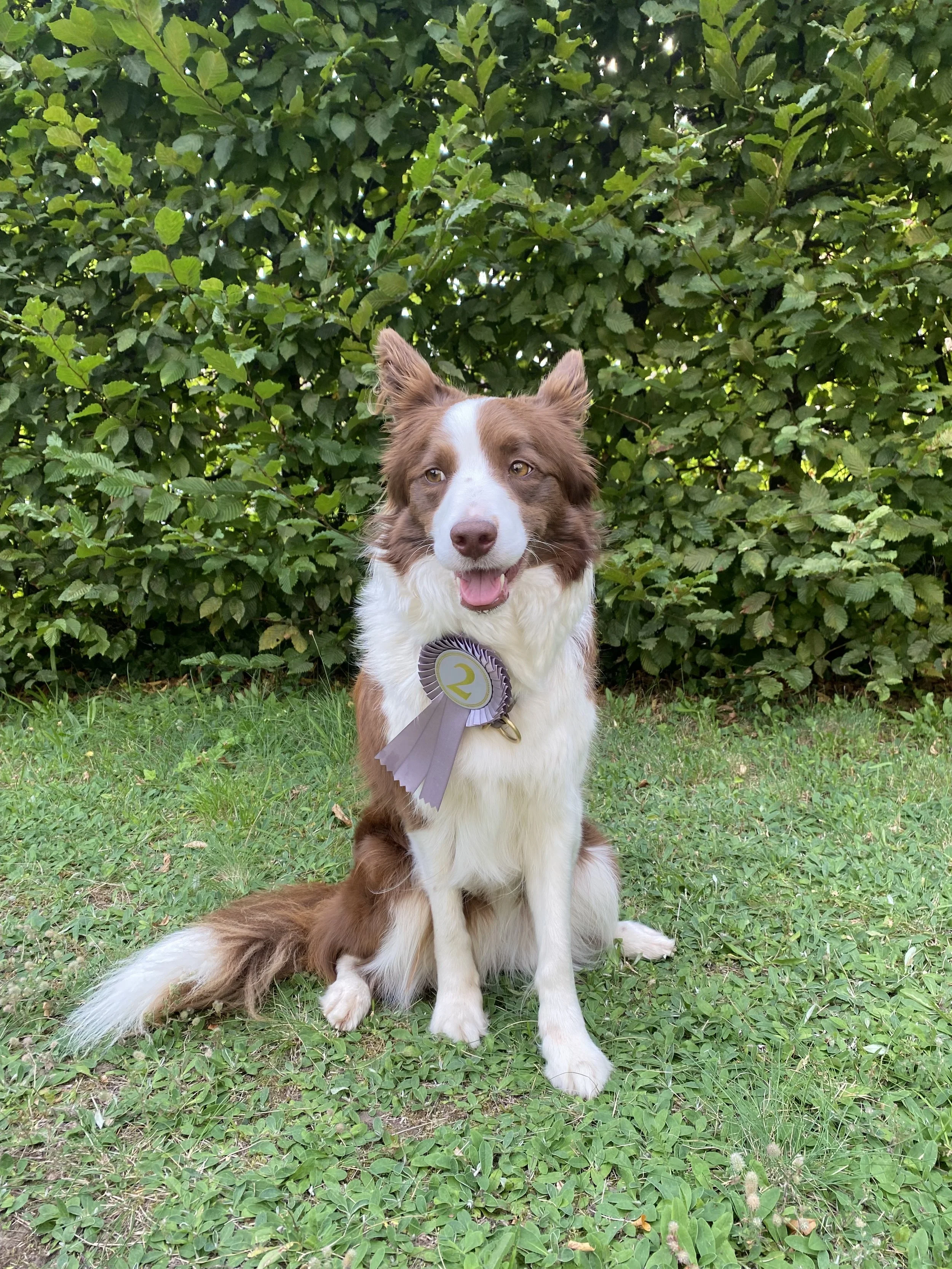Alex' Hündin Leica sitzend mit einer Turnier-Schleife vom Agility-Turnier vor einer Hecke.