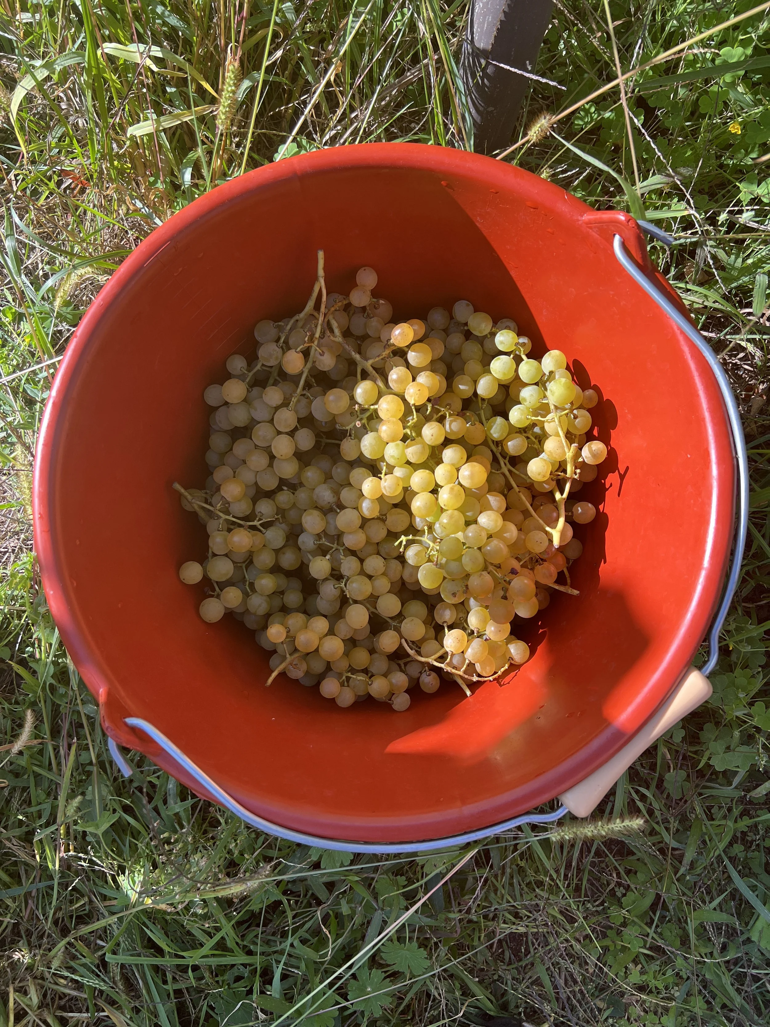Blick in einen Eimer voller Weintrauben nach der Weinlese