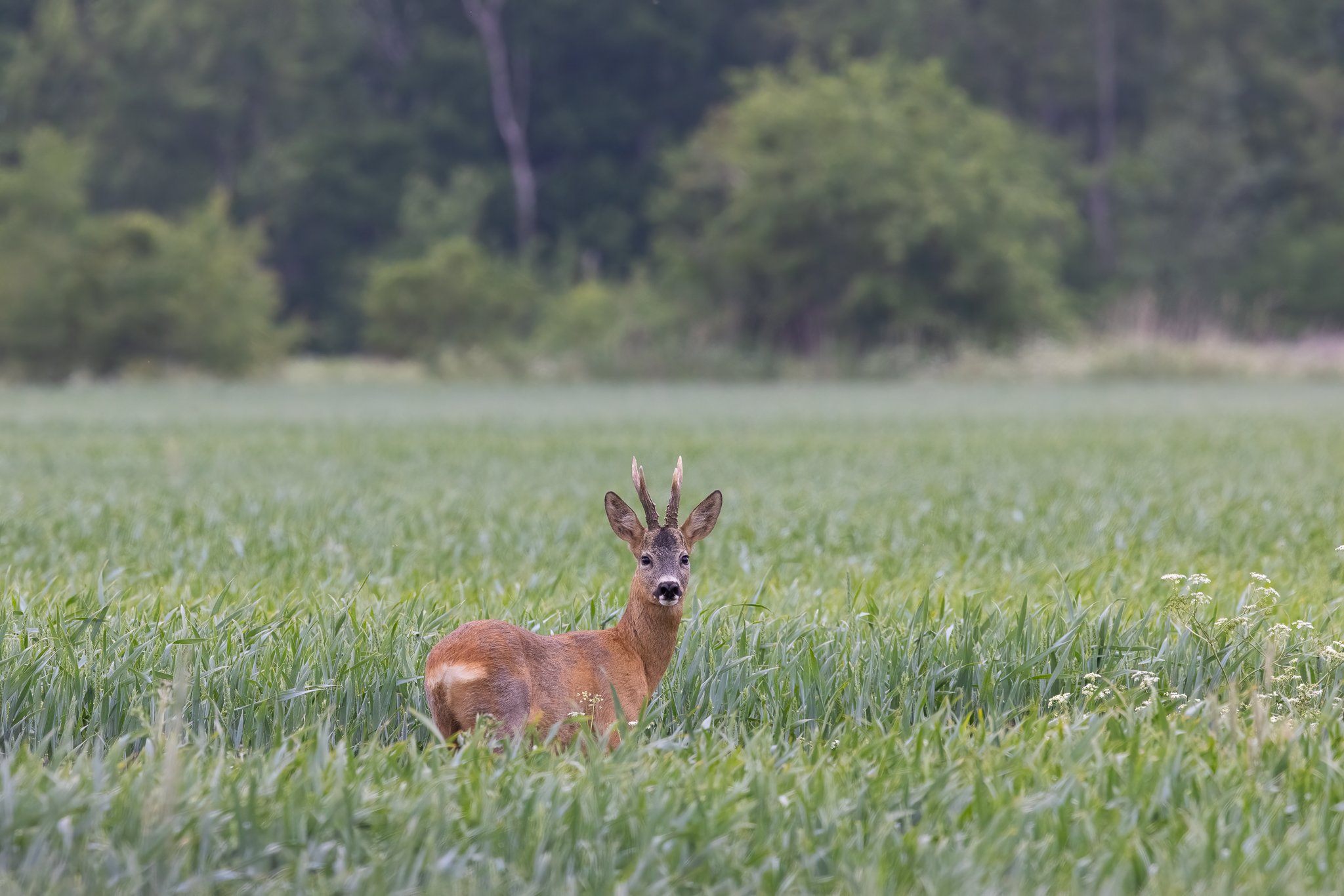 Rådyr (Capreolus capreolus), Gårdbo Sø