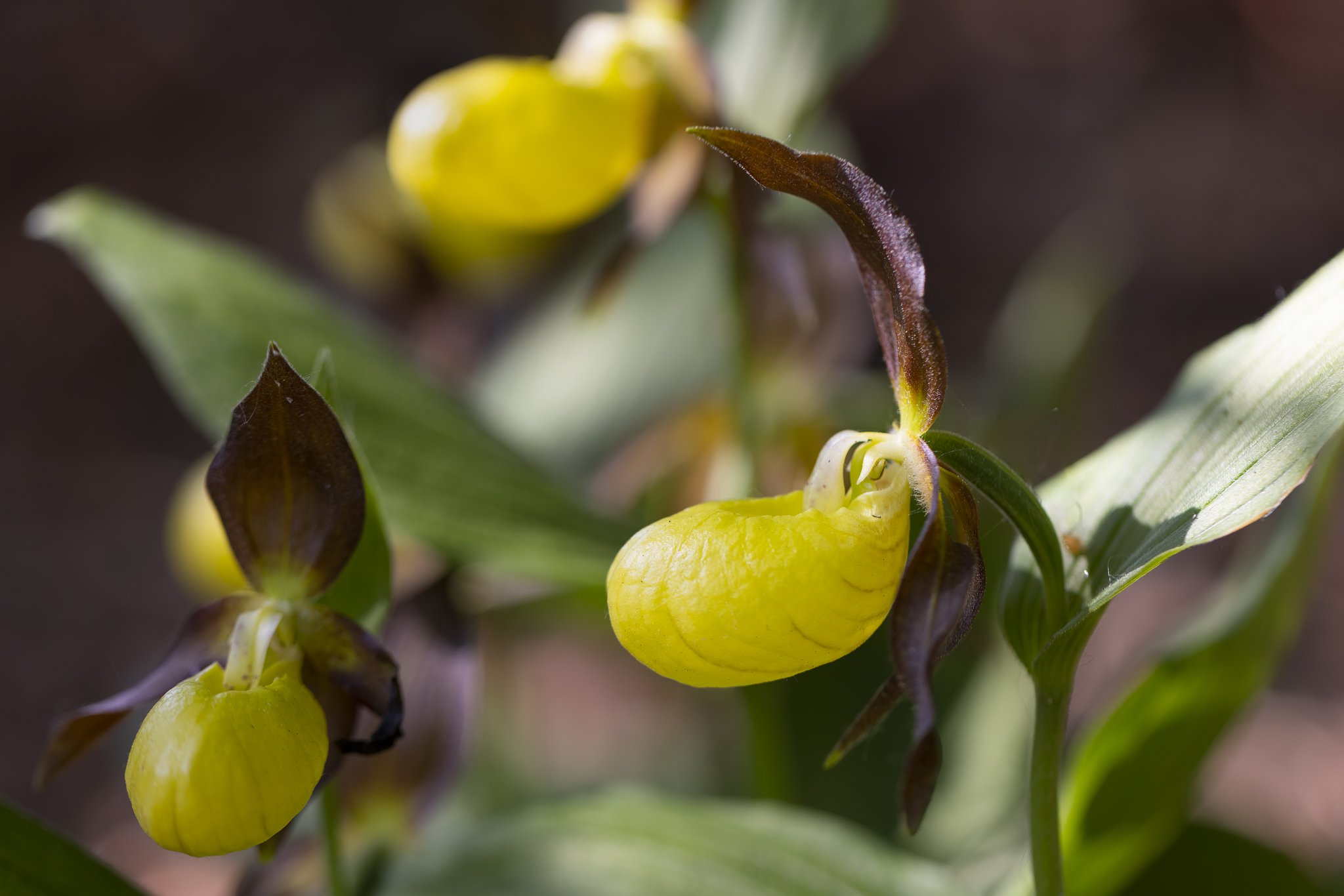 Fruesko (Cypripedium calceolus), Lindenborg Å