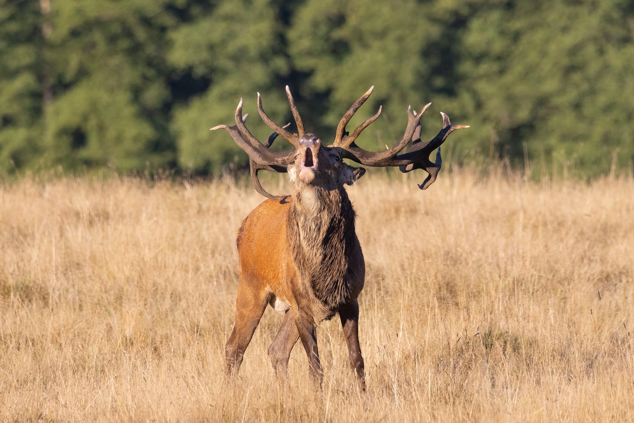 Kronhjort (Cervus elaphus), Jægersborg Dyrehave