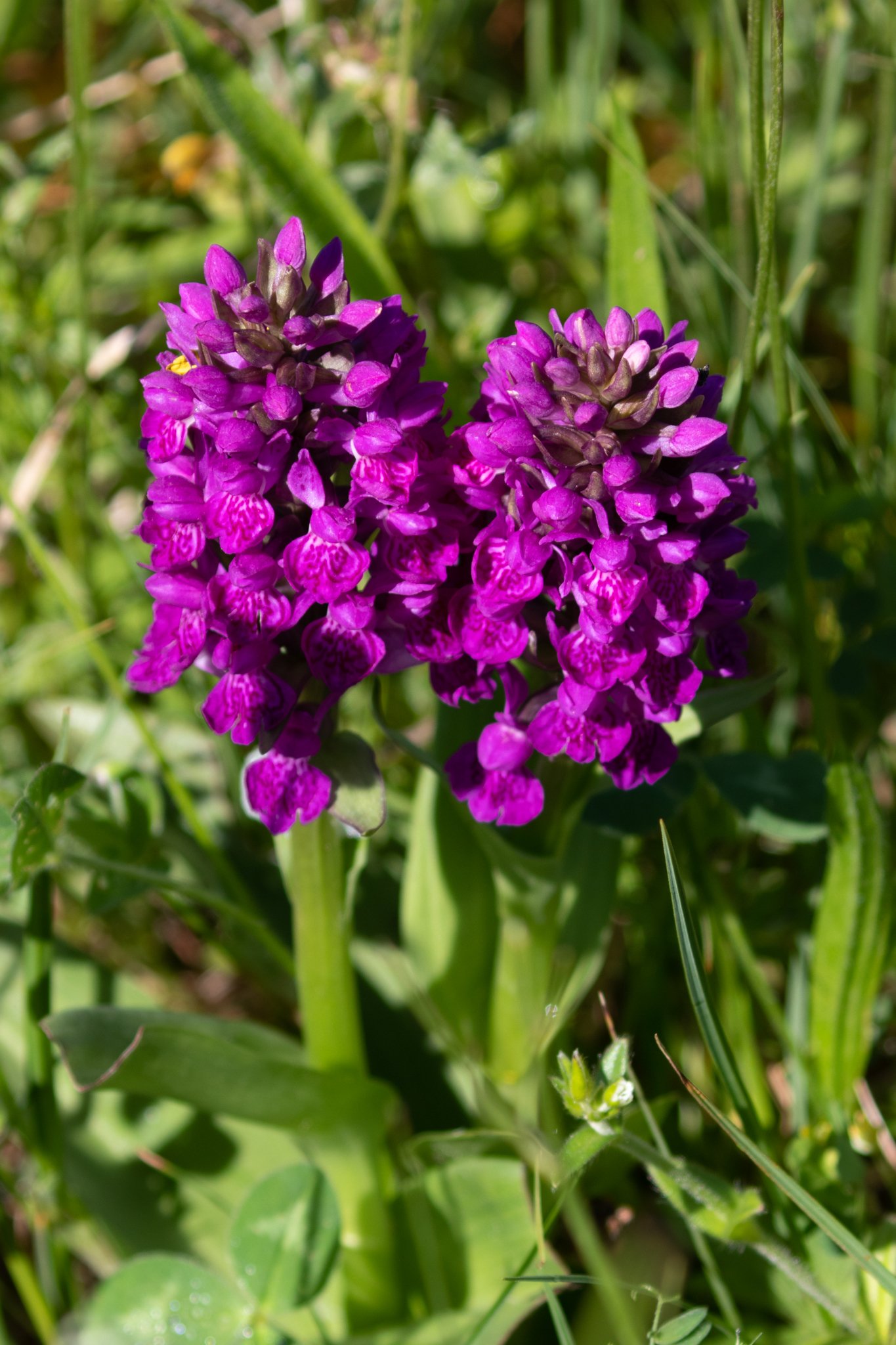 Purpur Gøgeurt (Dactylorhiza majalis purpurella), Blokhus Klitplantage