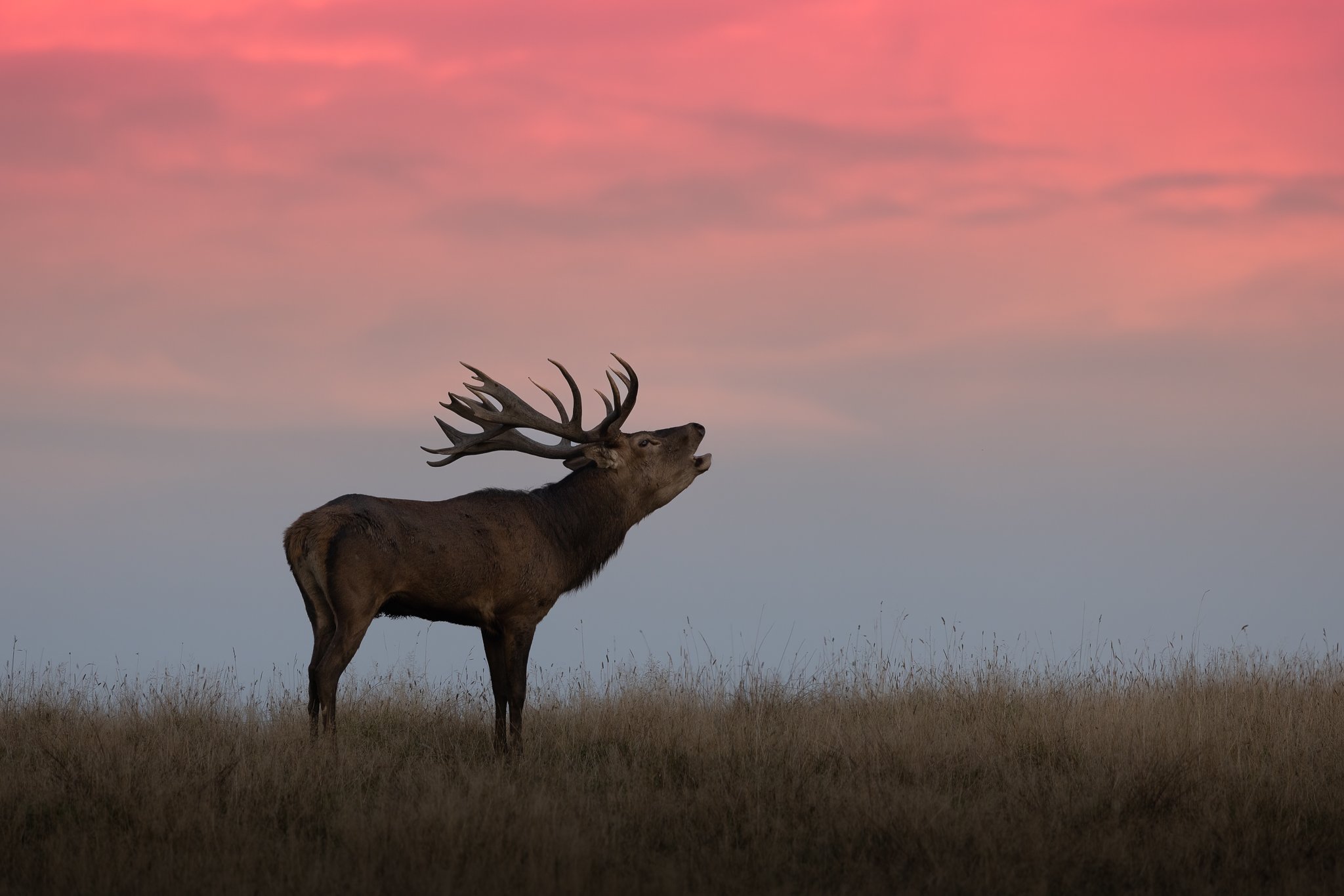 Kronhjort (Cervus elaphus), Jægersborg Dyrehave