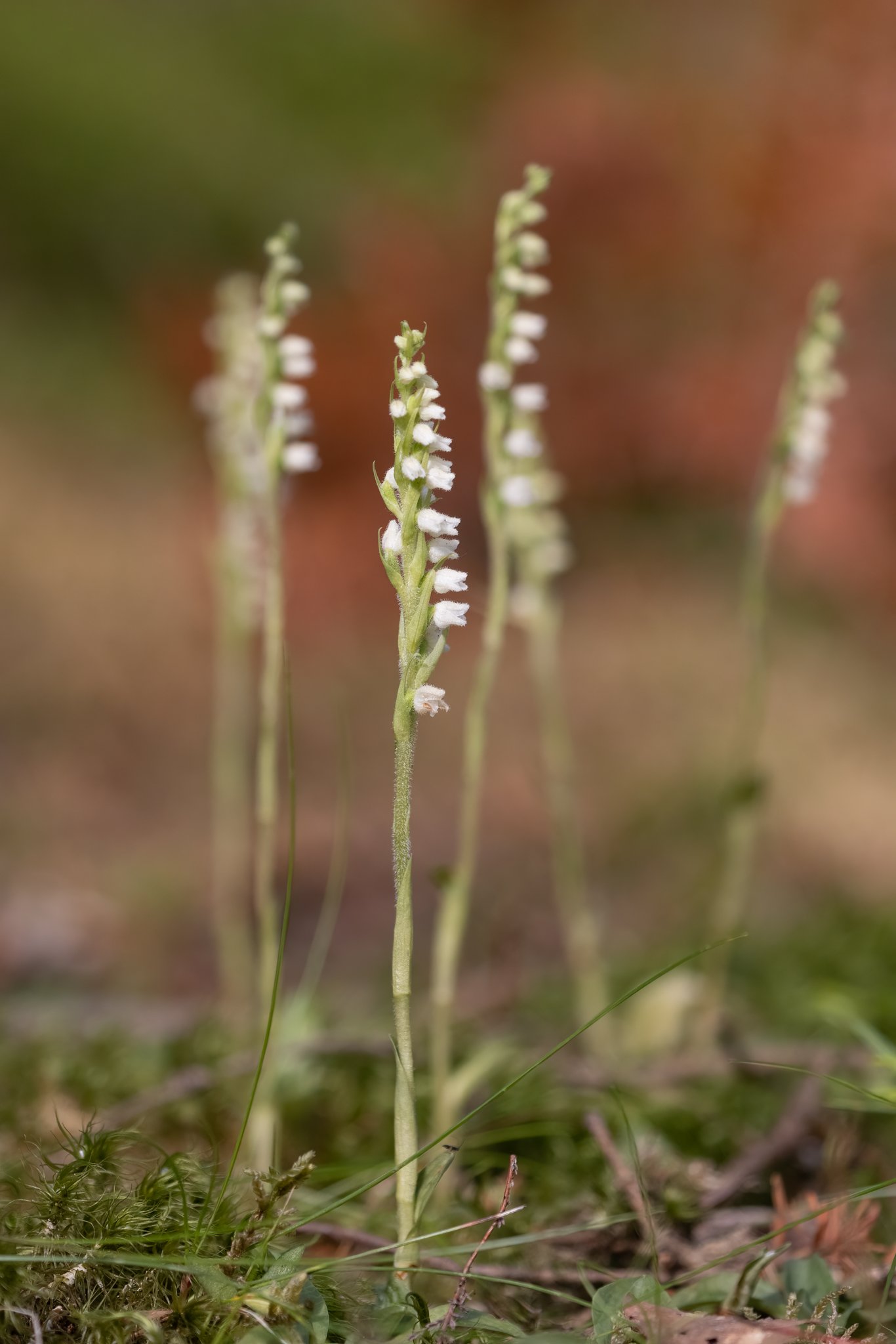 Knærod (Goodyera repens) Nationalpark Thy