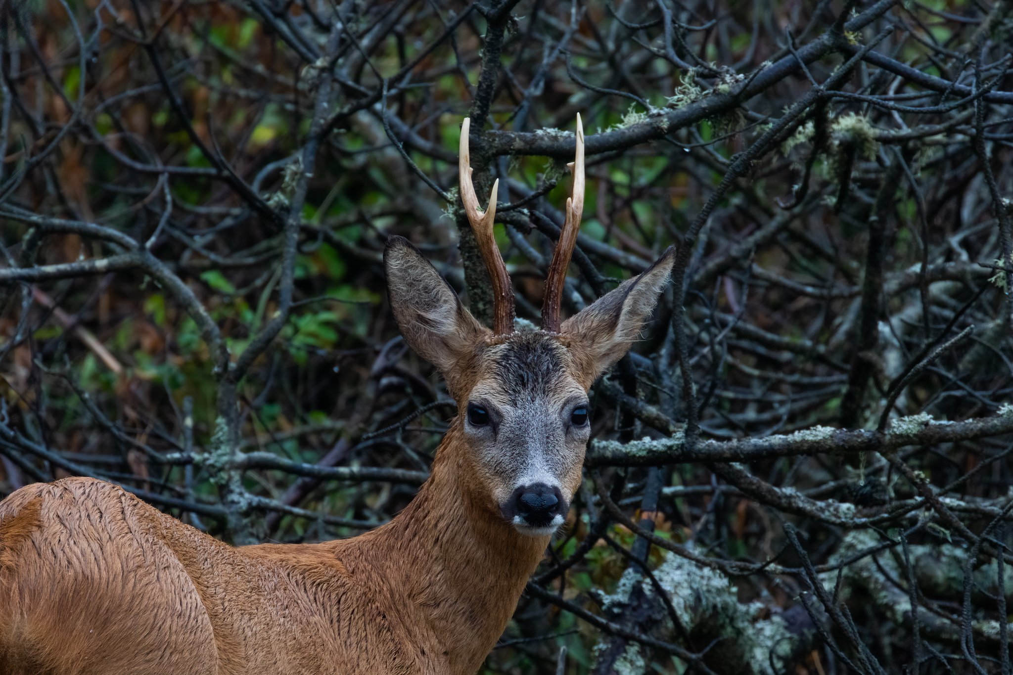 Rådyr (Capreolus capreolus), Blokhus Klitplantage