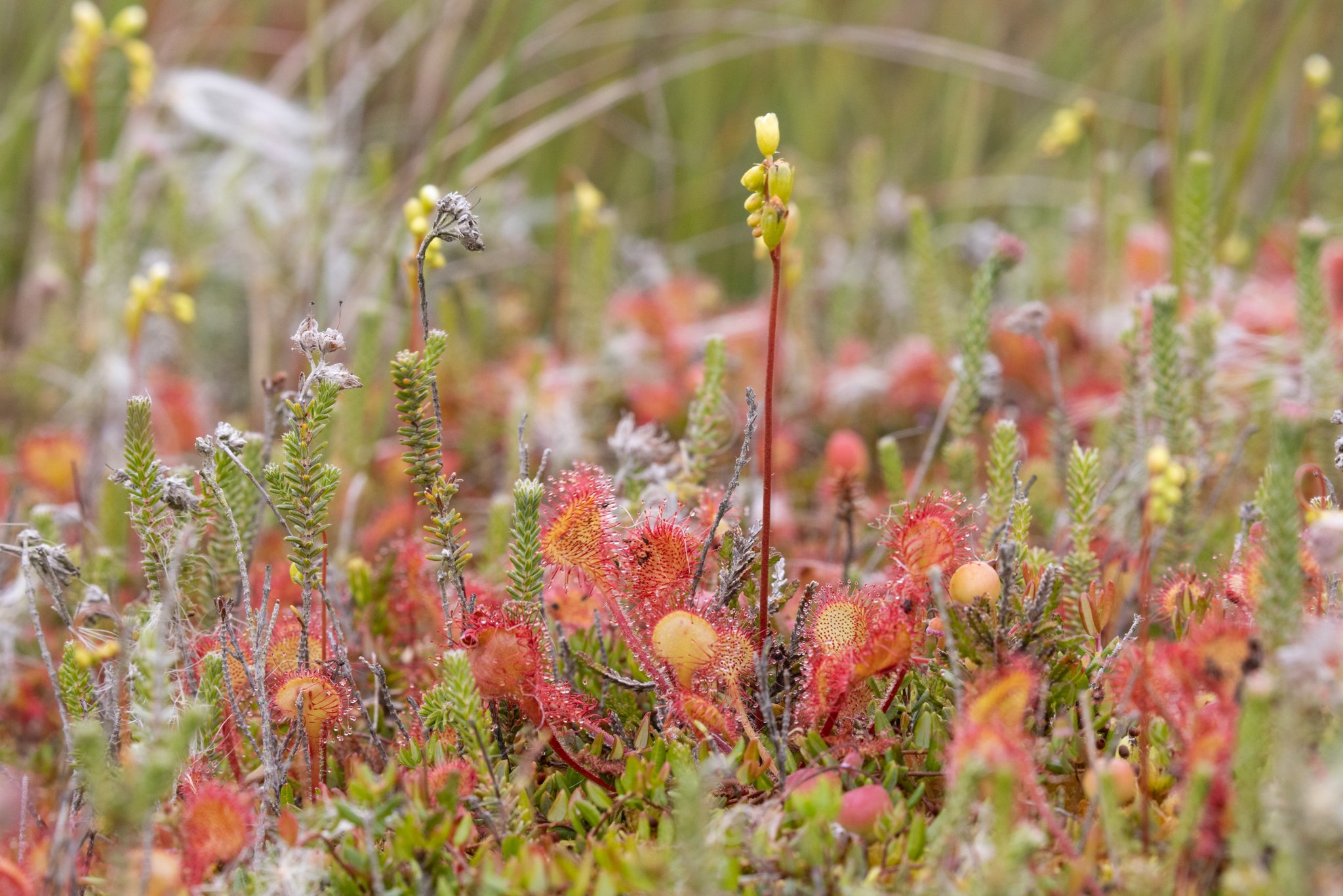 Rundbladet Soldug (Drosera rotundifolia), Nationalpark Thy