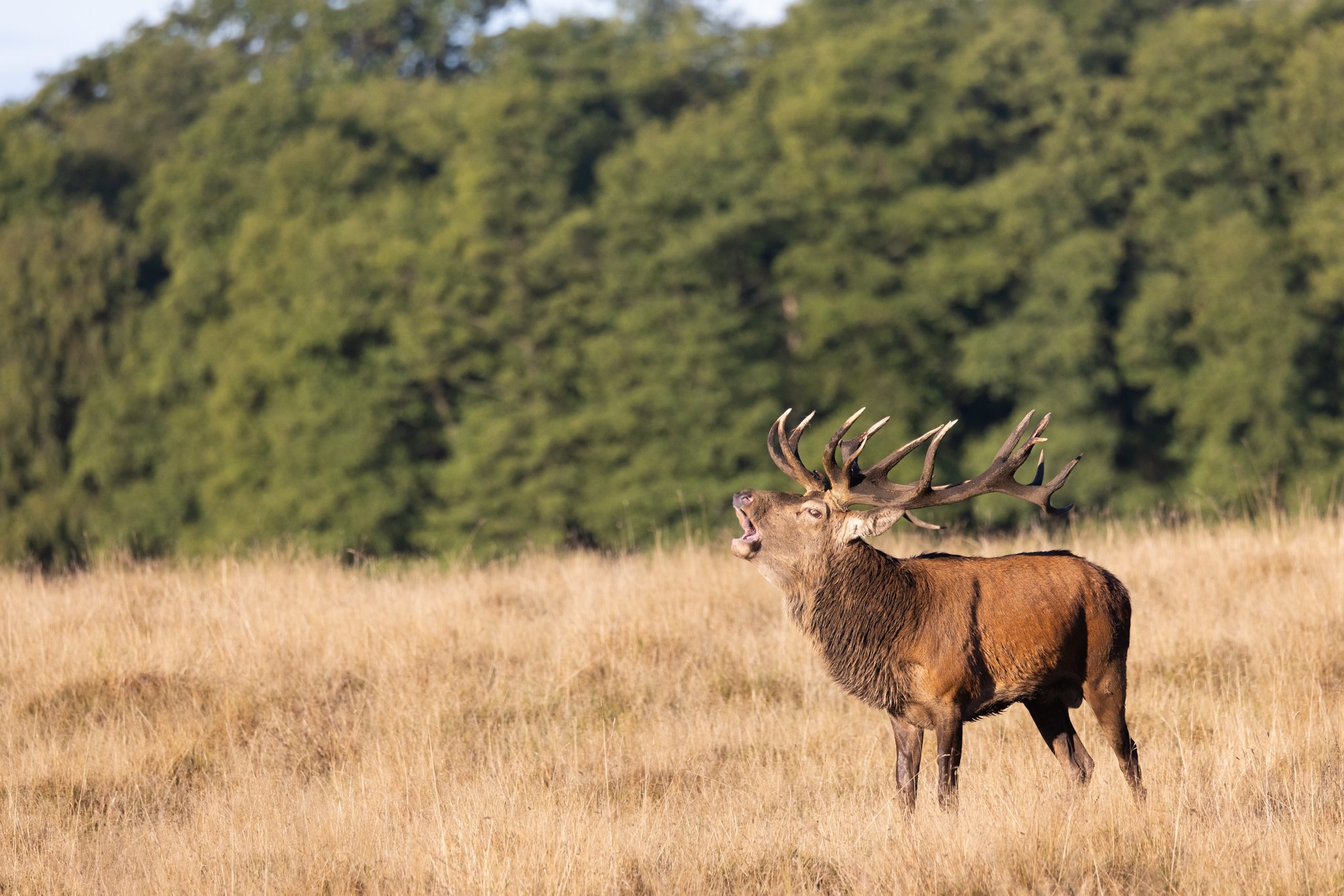 Kronhjort (Cervus elaphus), Jægersborg Dyrehave