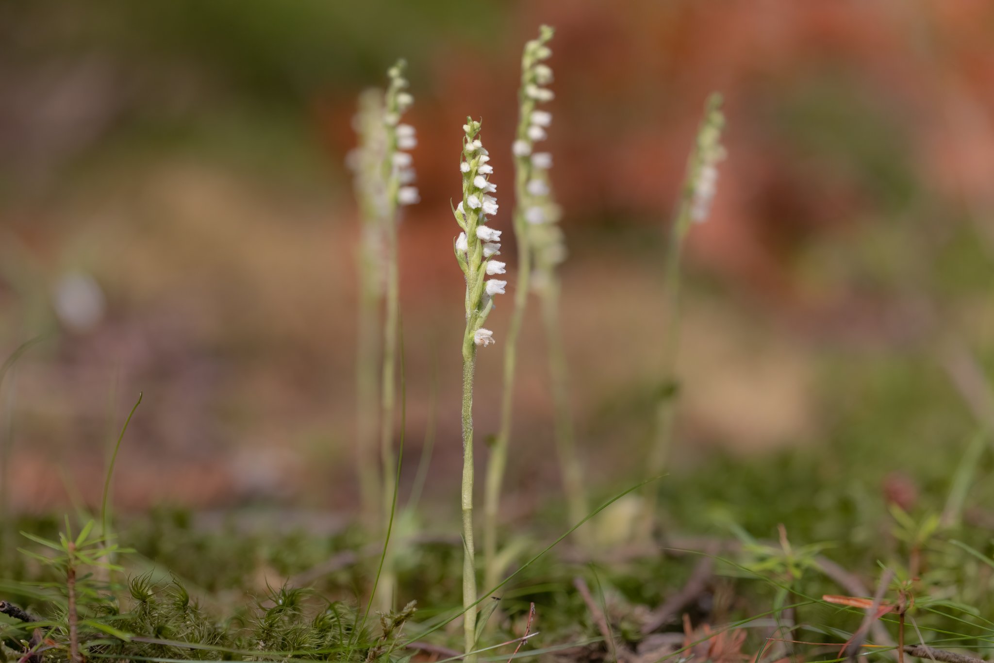 Knærod (Goodyera repens) Nationalpark Thy