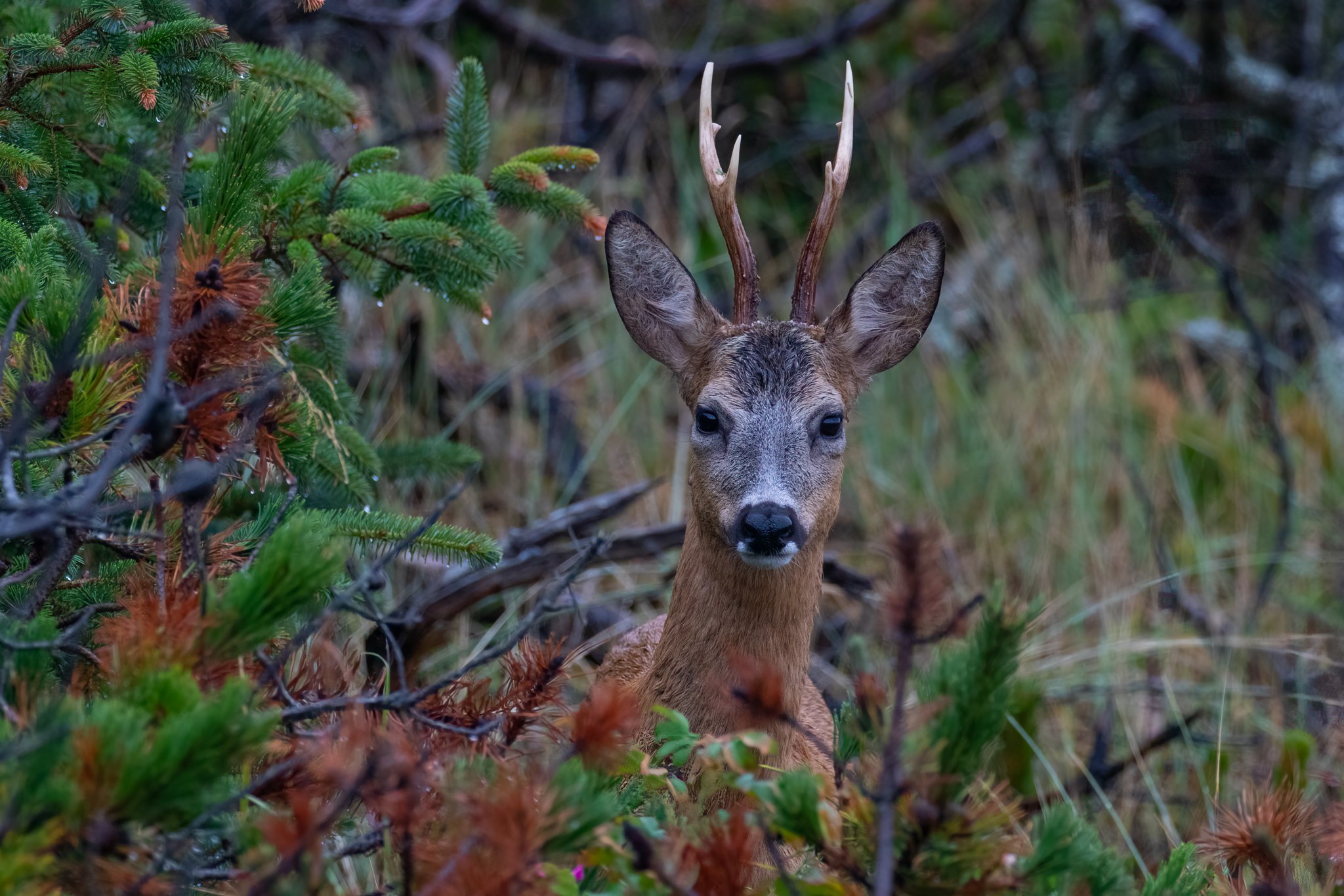 Rådyr (Capreolus capreolus), Blokhus Klitplantage