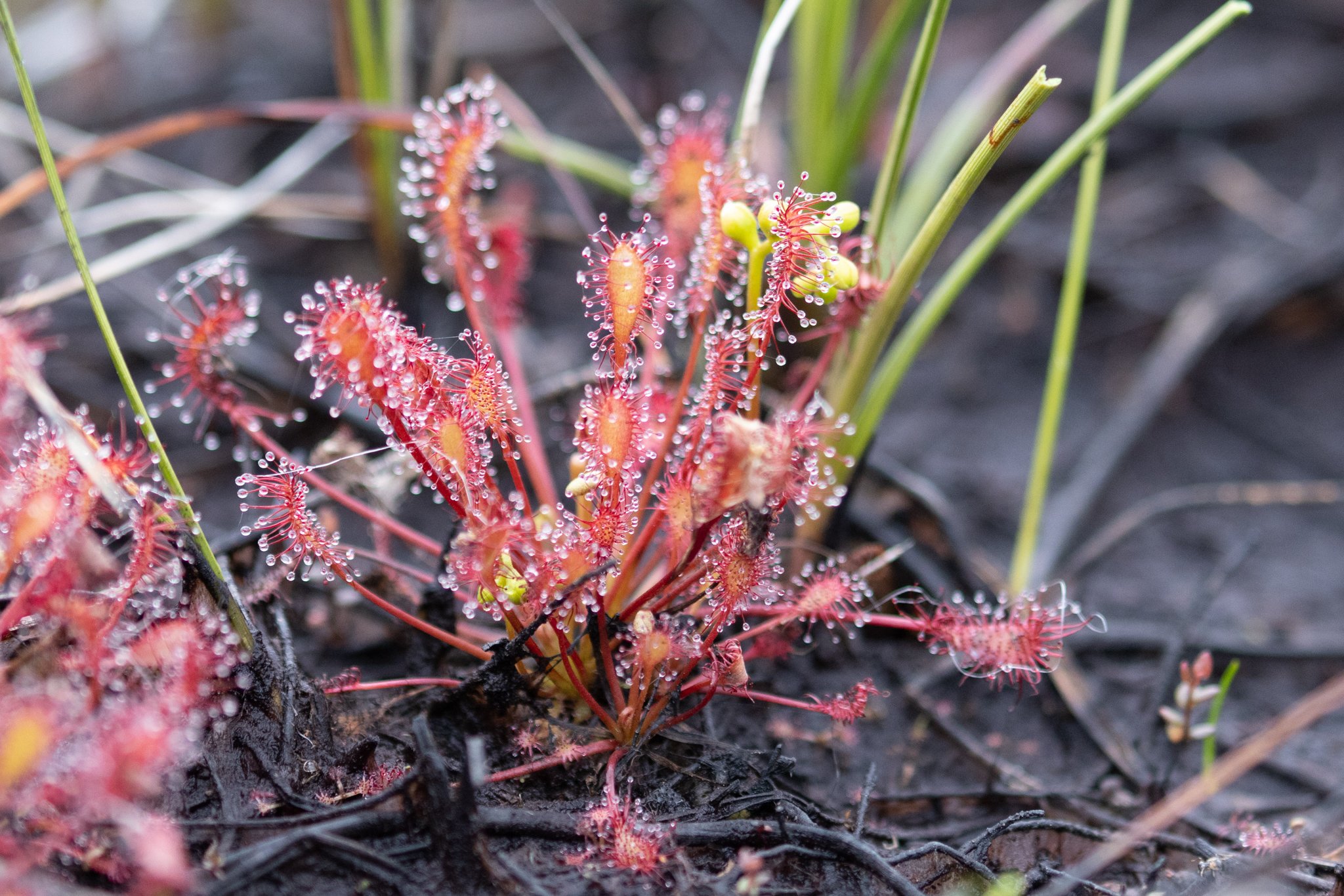 Liden Soldug (Drosera intermedia), Nationalpark Thy