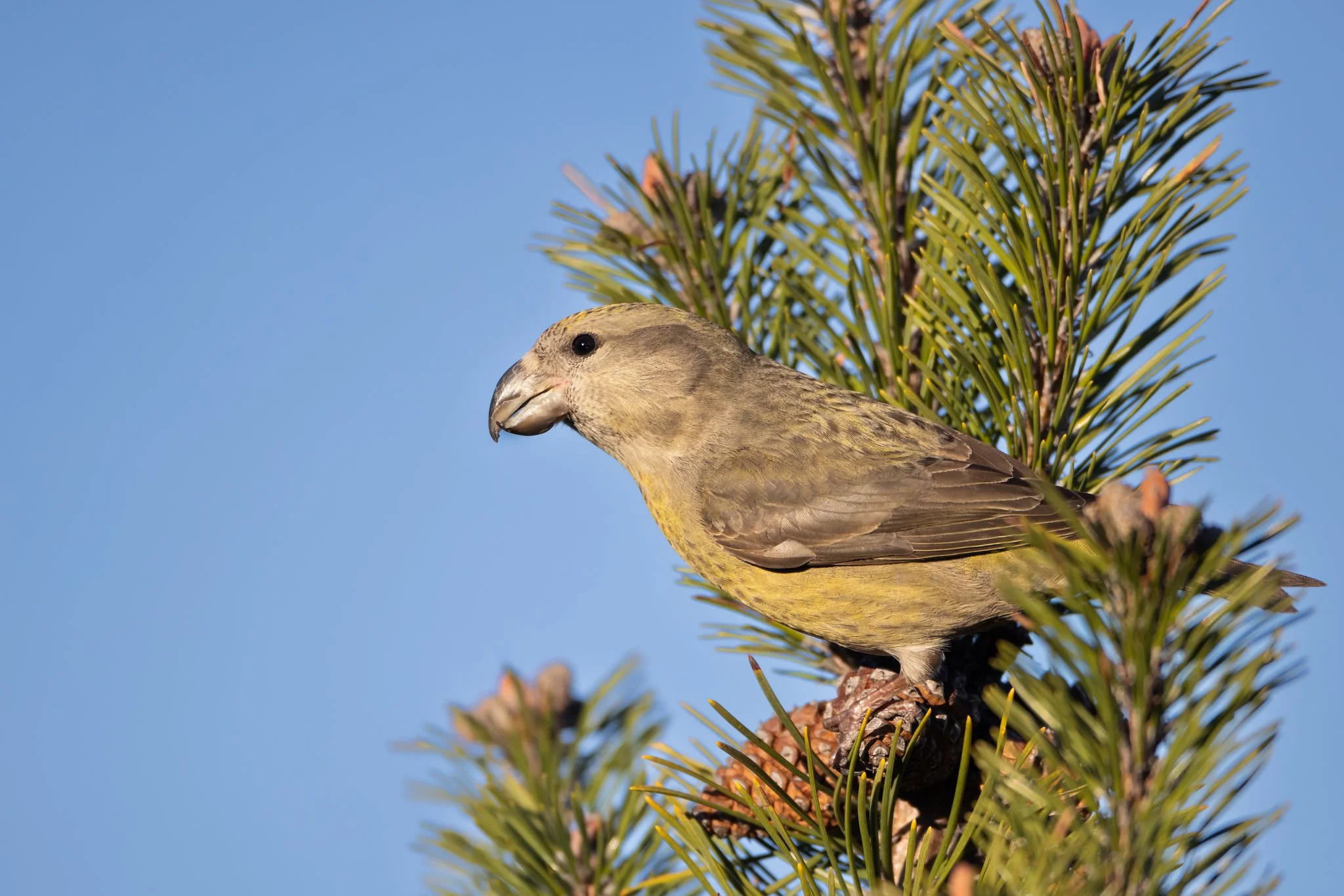 Stor Korsnæb (Loxia pytyopsittacus), Melby Overdrev
