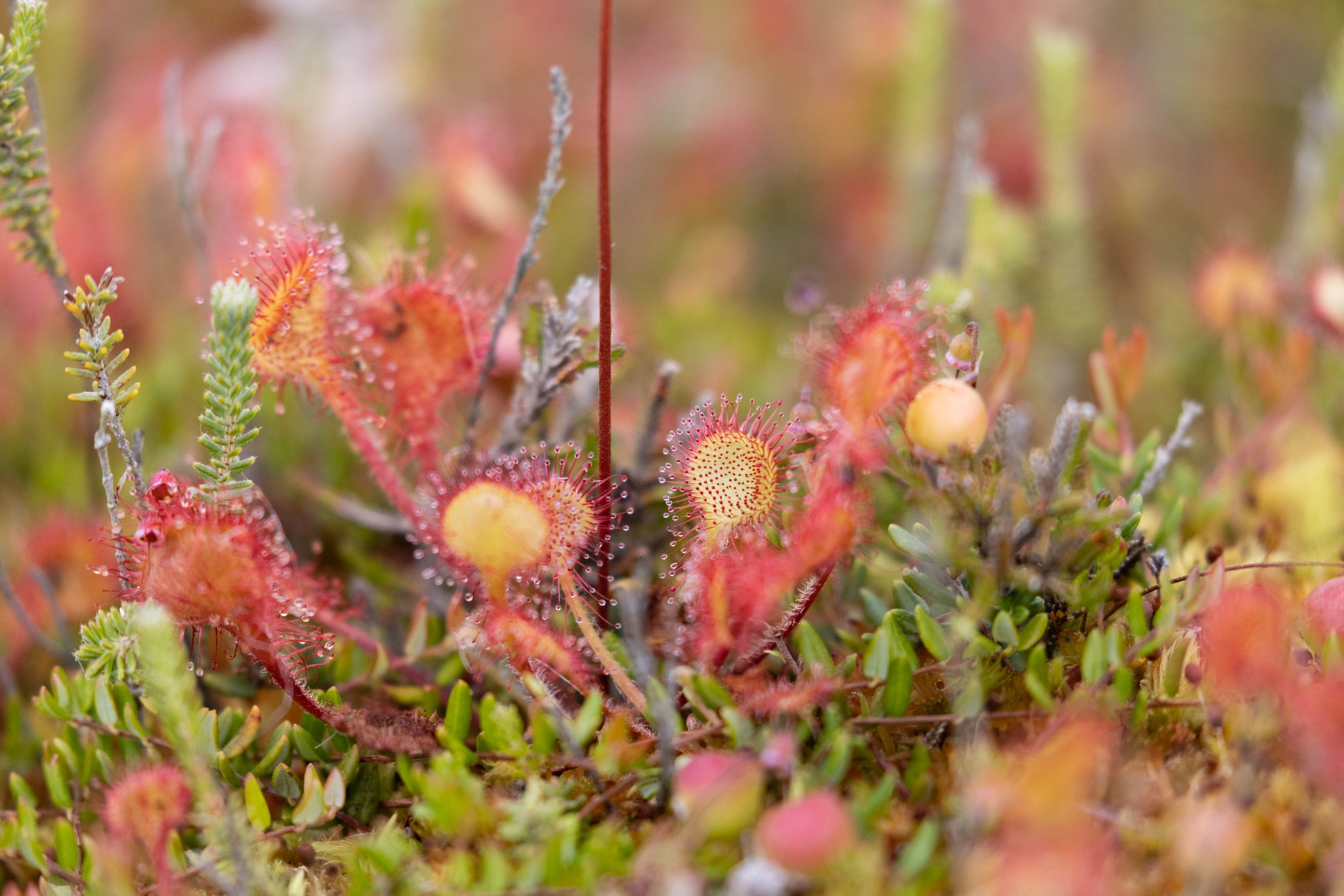 Rundbladet Soldug (Drosera rotundifolia), Nationalpark Thy