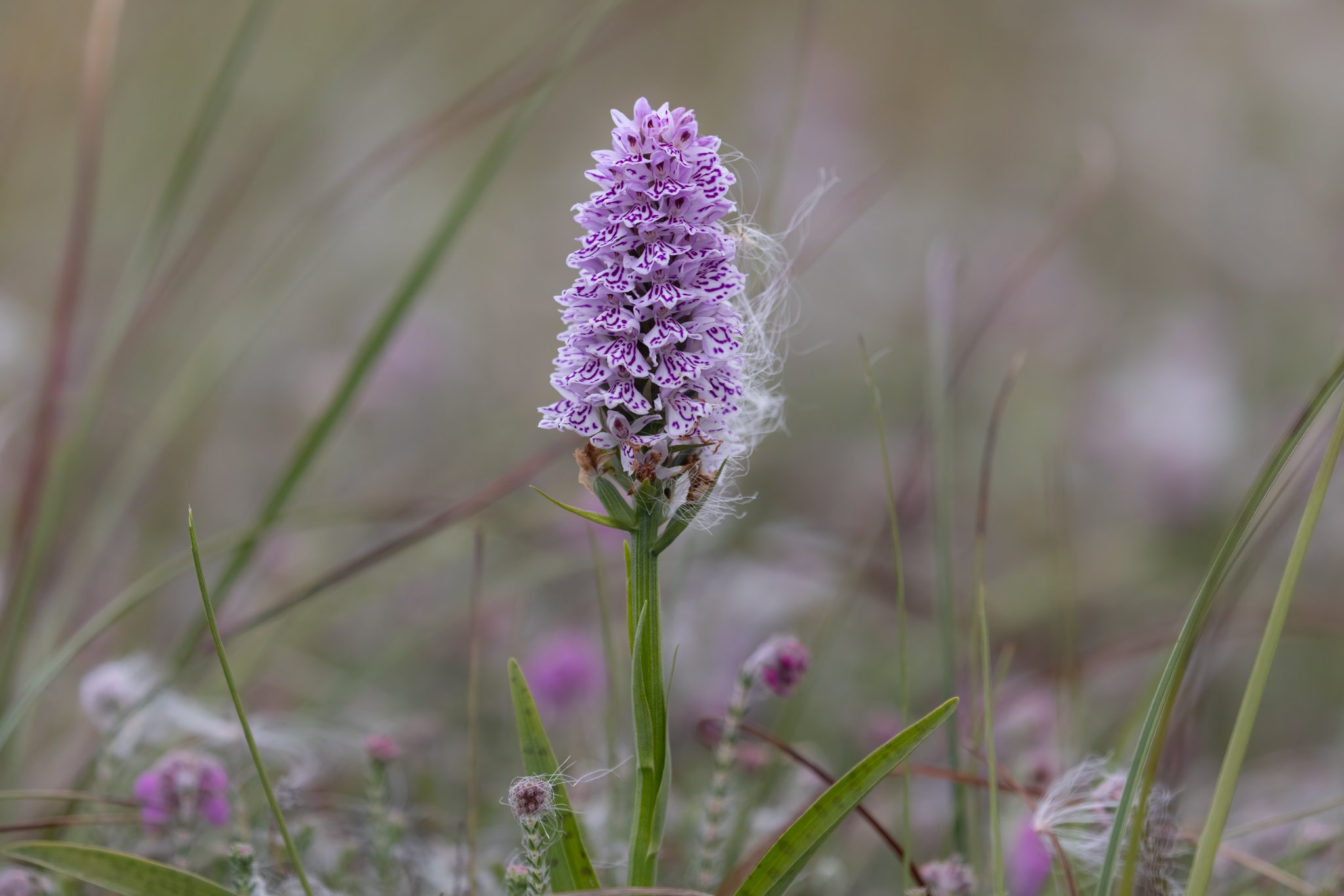 Plettet Gøgeurt (Dactylorhiza maculata ssp. maculata), Nationalpark Thy