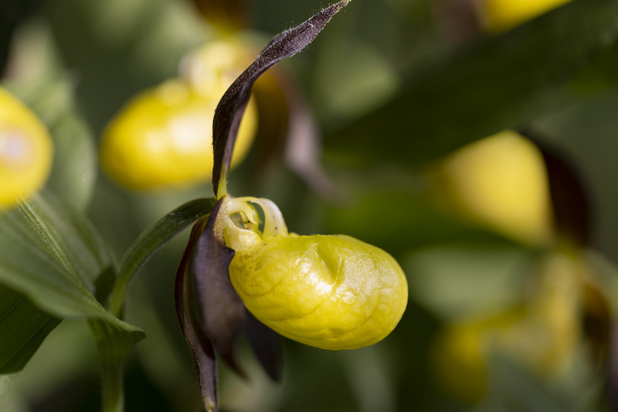 Fruesko (Cypripedium calceolus), Lindenborg Å
