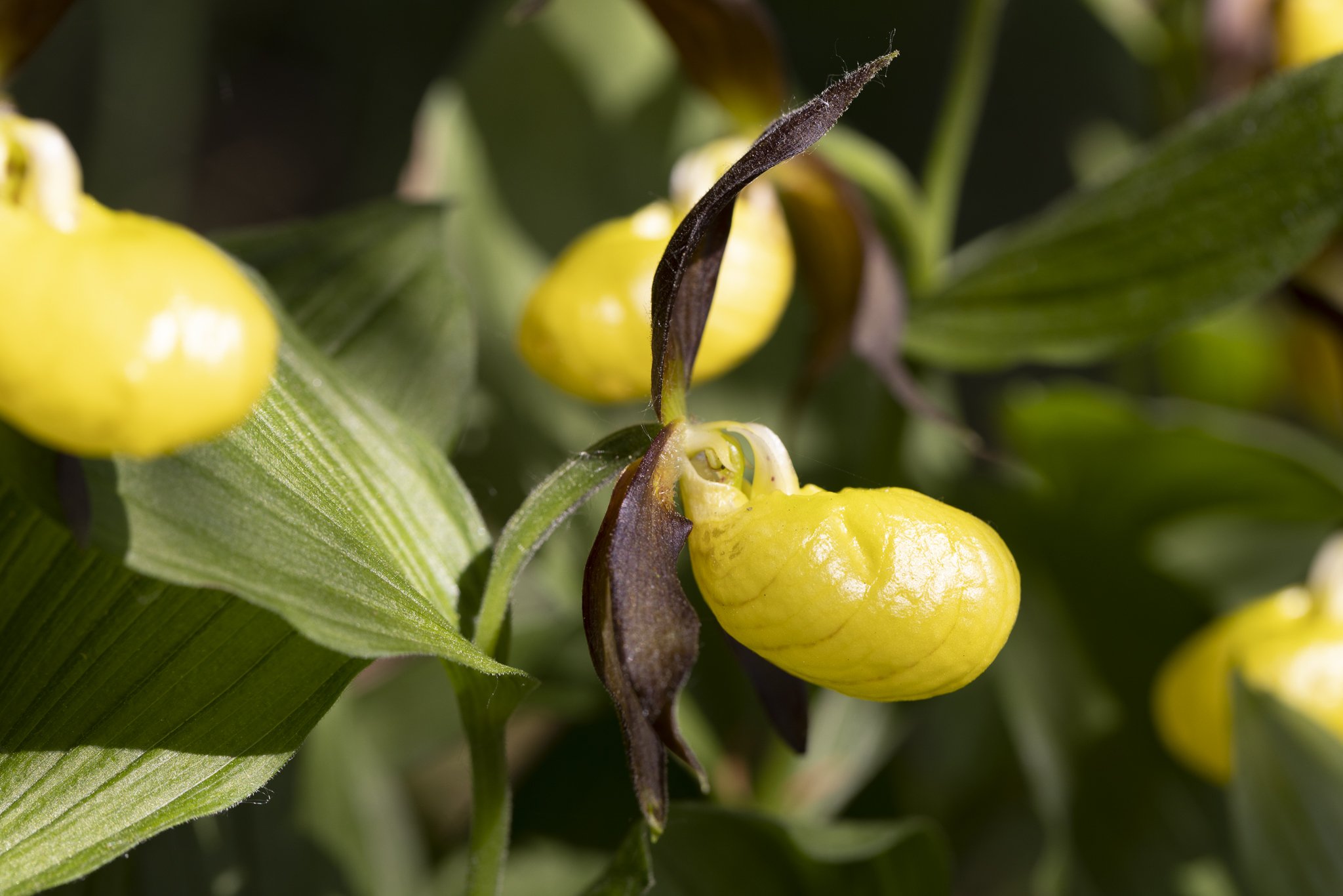 Fruesko (Cypripedium calceolus), Lindenborg Å