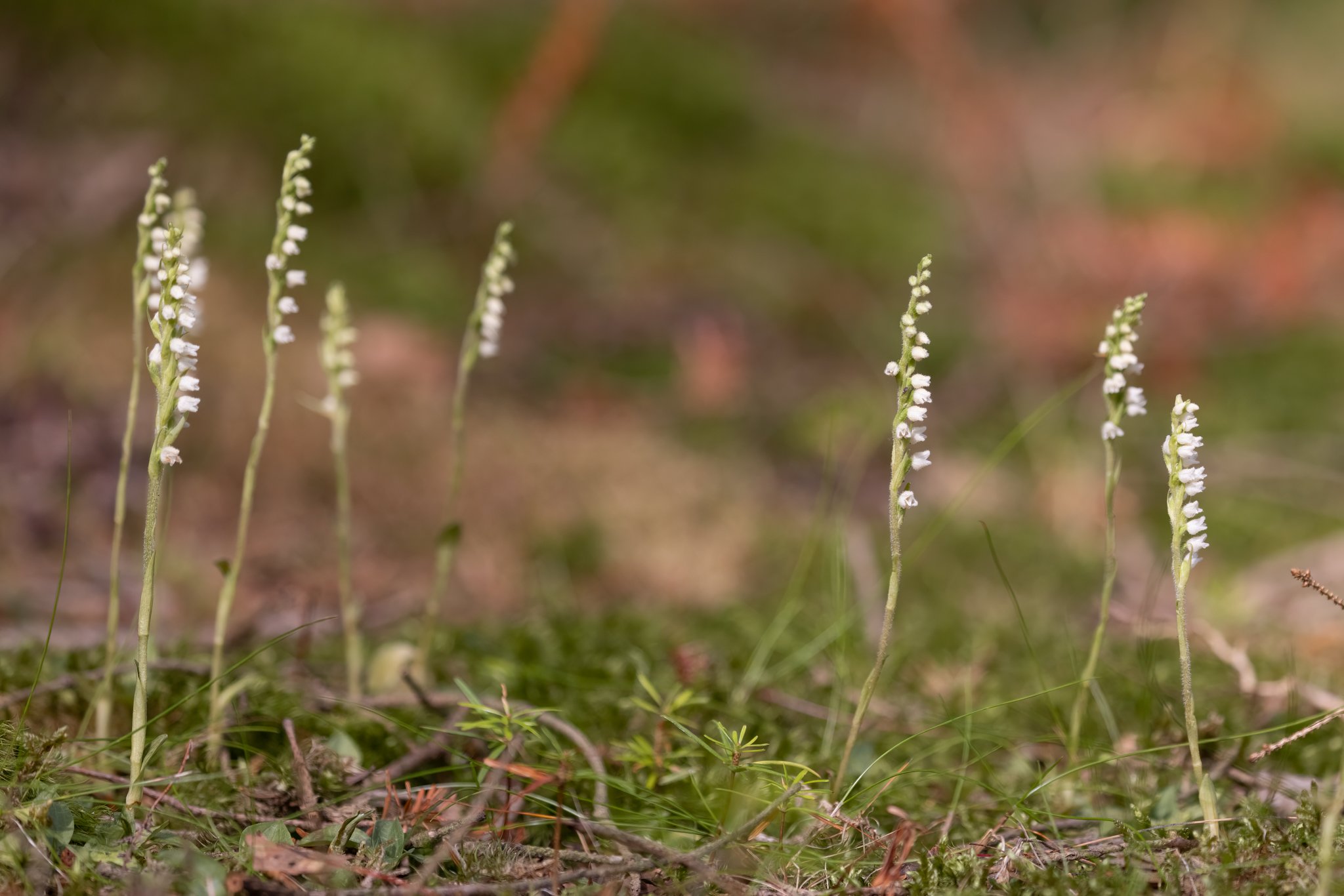 Knærod (Goodyera repens) Nationalpark Thy