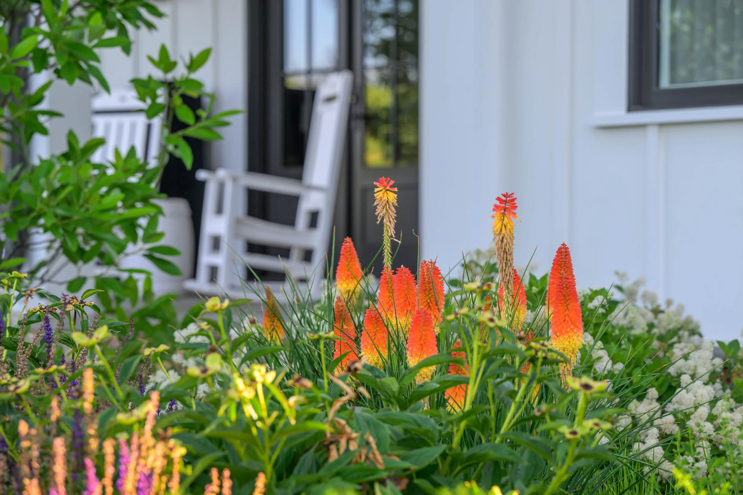 Kniphofia