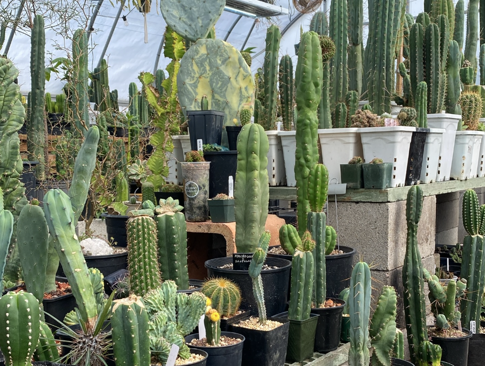 Xeritopia Greenhouse