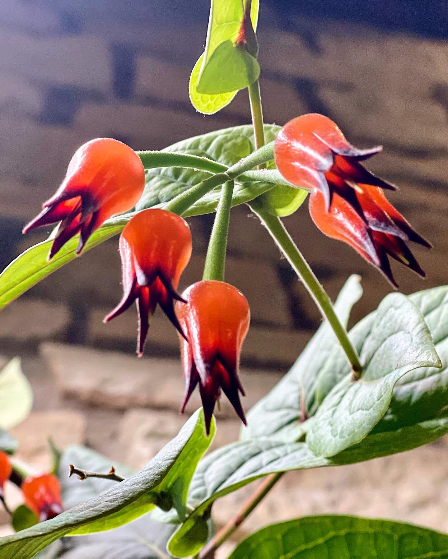 Ceratostema silvicola: not your average blueberry 🫐

From the cloud forests of Ecuador, this epiphyte is a member of Ericaceae, one of the largest families of flowering plants that includes heath, rhododendron, and yes, blueberries.
.
.
.
.
.
#varia