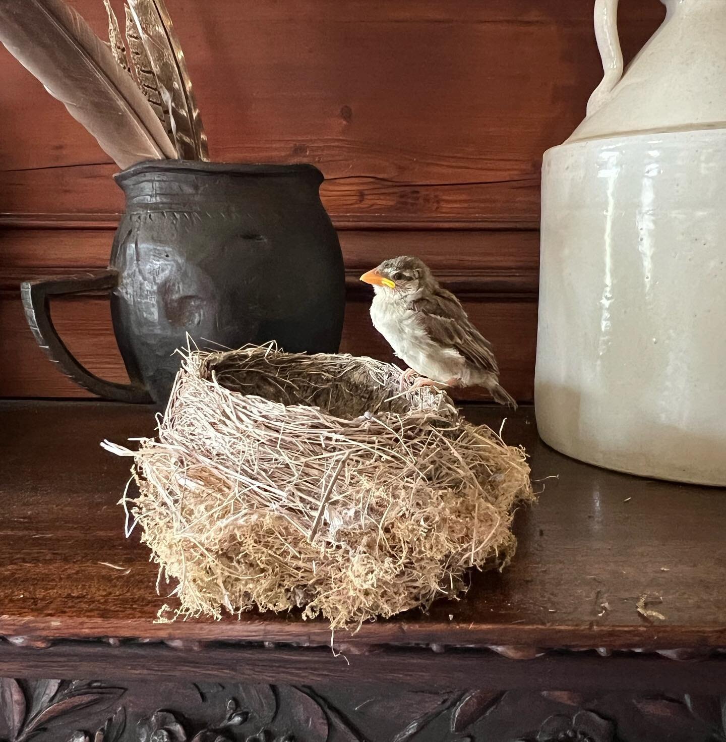 We have been fostering a little sparrow since last week. He was found at a stone fabricator that I frequently go to for work projects. Not thinking he would make it I gave it a shot. One week later Pavlos is proudly posing and in just a few more days