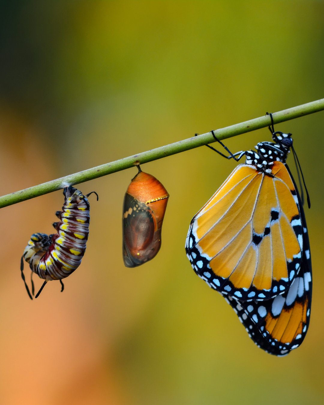 Living Intentionally While Becoming