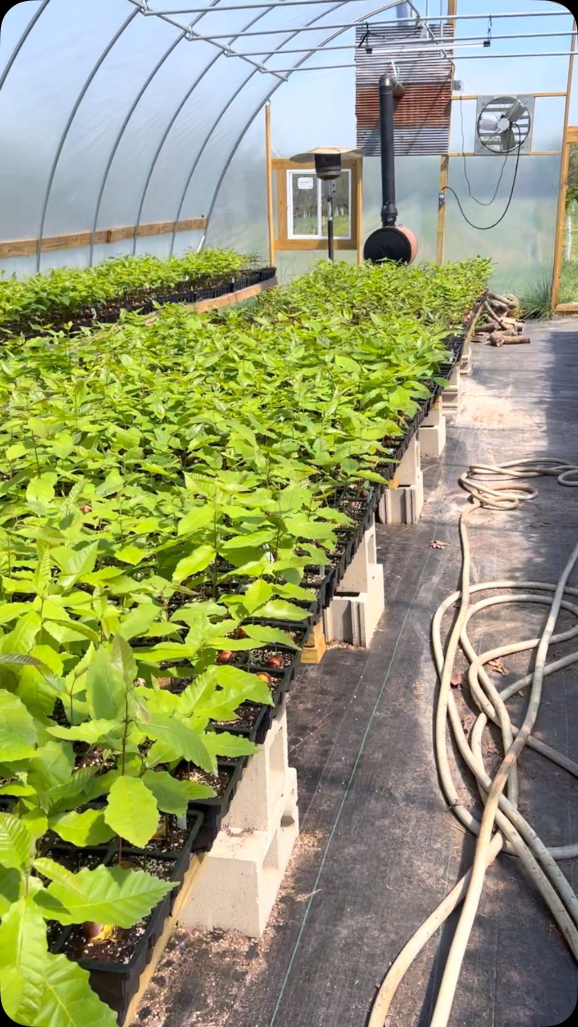 It’s been busier than the normal busy! A clip over the last week of moving trees out of the greenhouse and into 3 gallon pots. Some trees approaching the 2 foot mark in a short time.
Haven’t preordered your trees yet? Don’t wait t