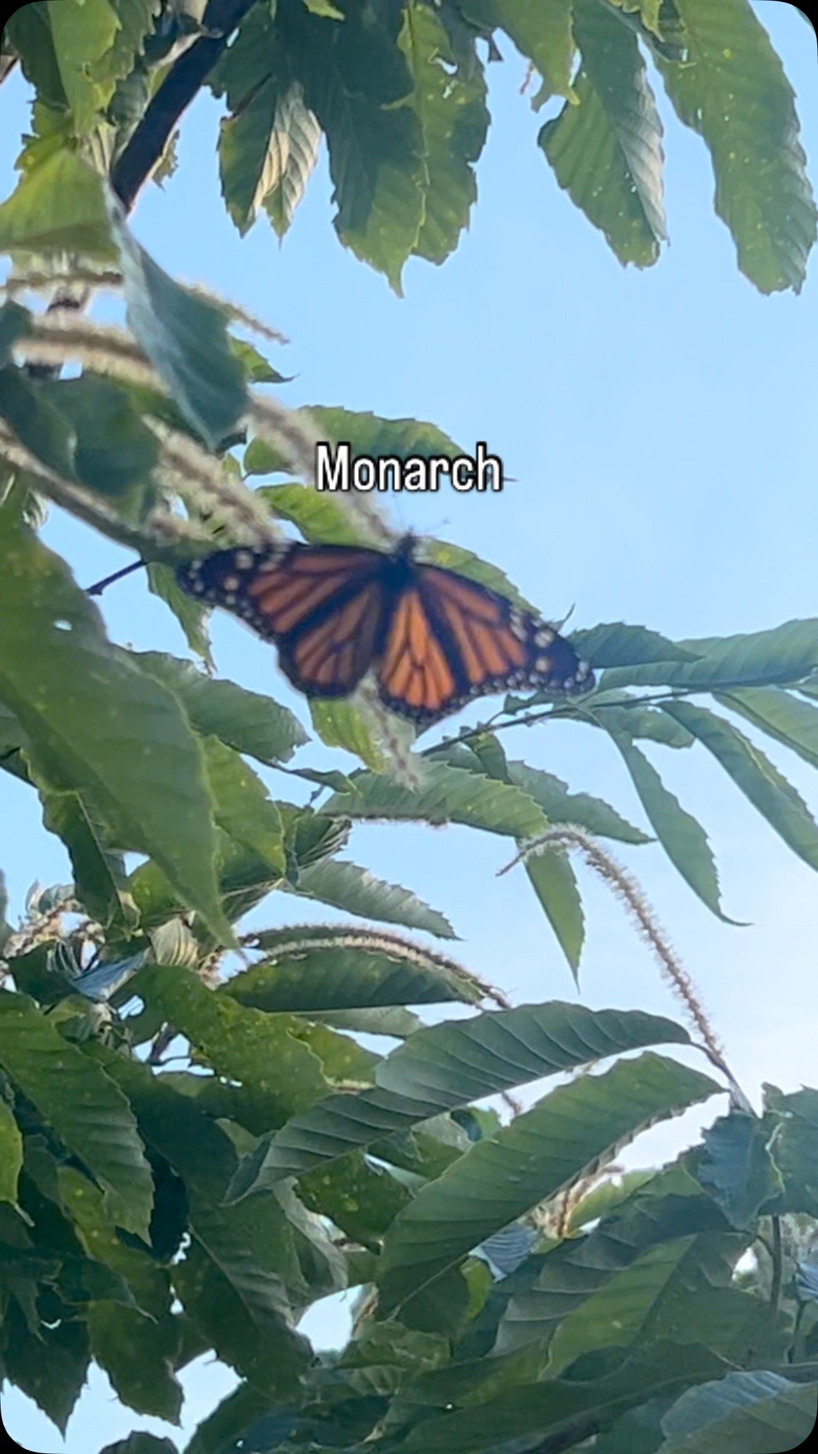 A rare and beautiful sight, a Monarch butterfly paused yesterday to enjoy the blooms in our chestnut orchard. With the other habitat work we’re creating around the farm, we’re hopeful this is just the beginning of many more to come.
www.
