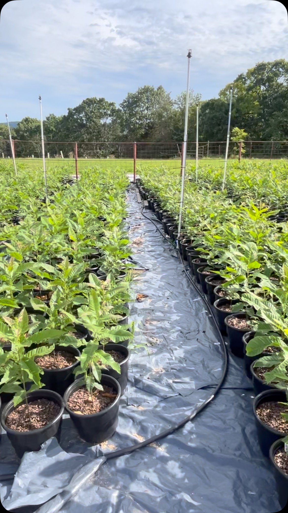 A video for our customers that are interested in seeing how their trees are progressing. Two nursery locations merged into one reel. The chestnut 🌰 trees are quickly approaching 3 feet!
Chestnuts 🌰 In The Ozarks
www.chestnutsintheozarks.com
#tre