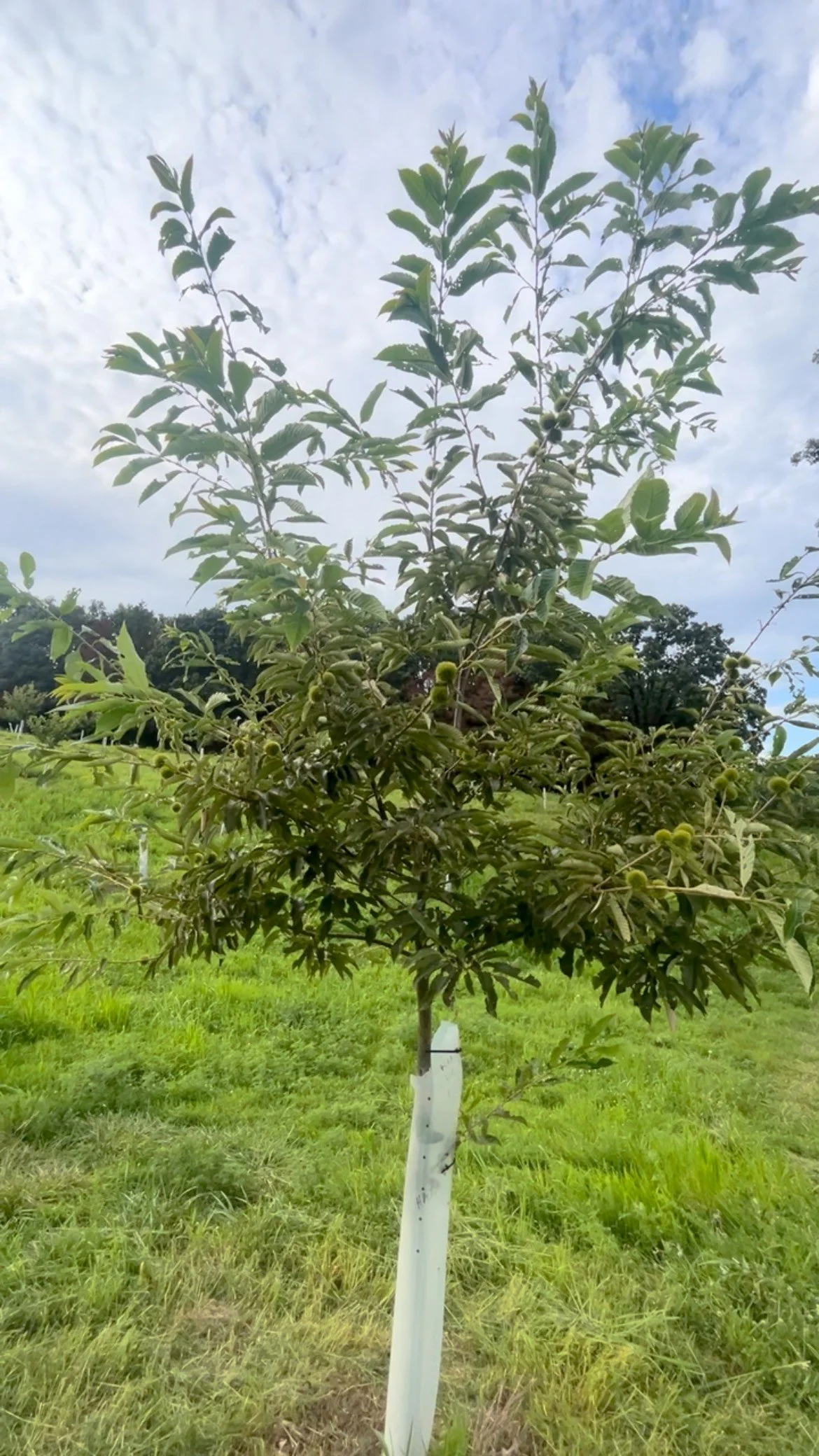 Here is a 3 year old orchard tree called Hansen we planted in 2022. I lost count of the chestnut burs at 50. Genetics are mostly Castanea Mollissima but also suspected to have some Japanese and American genetics. The leaves are much narrower and no