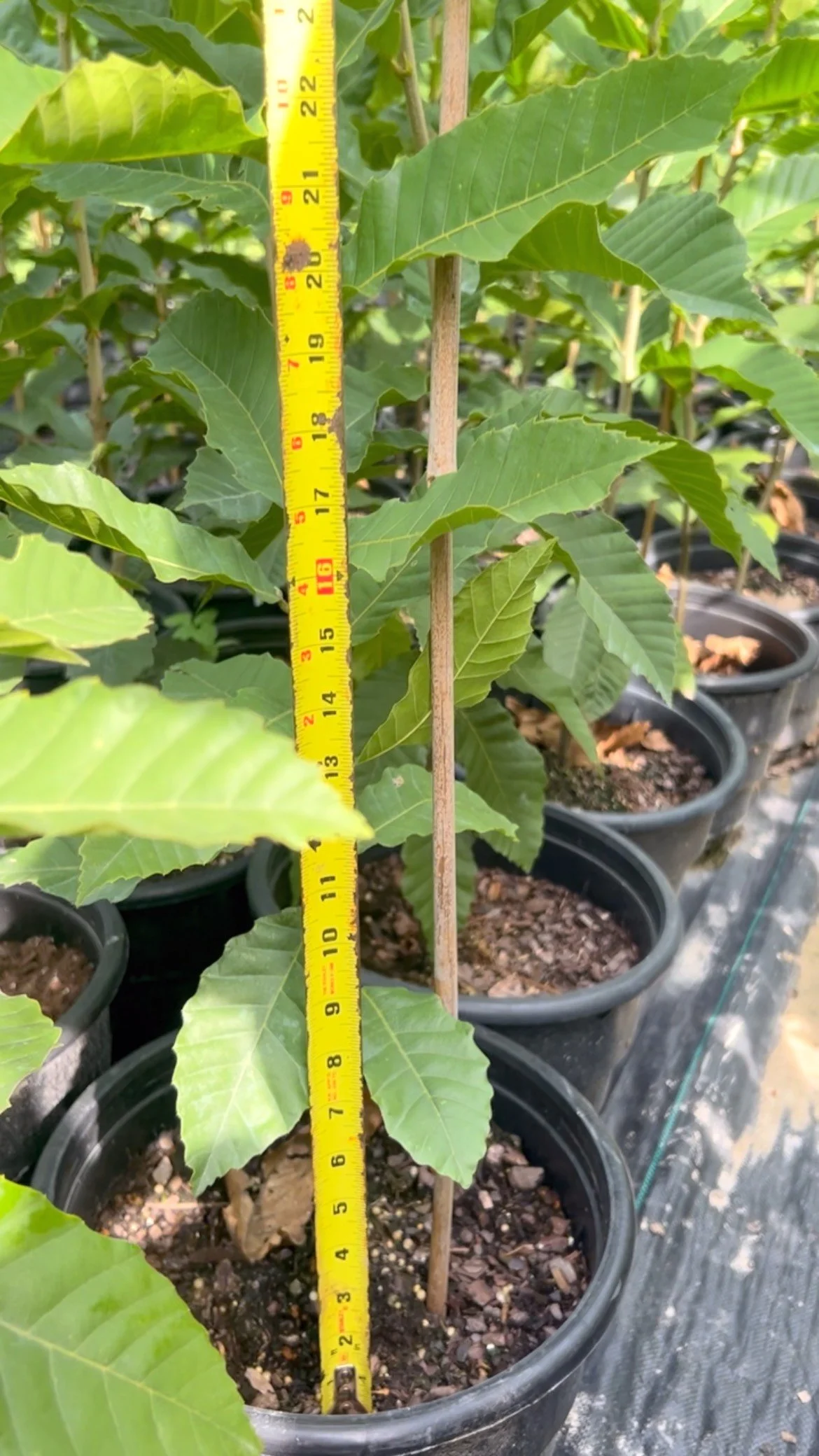 Our chestnut trees, started from seed this spring, are quickly approaching 6ft. There is still a lot of growing time before our first frost date of mid October and we could see record heights in comparison from last year!
Chestnuts In The Ozarks
ww