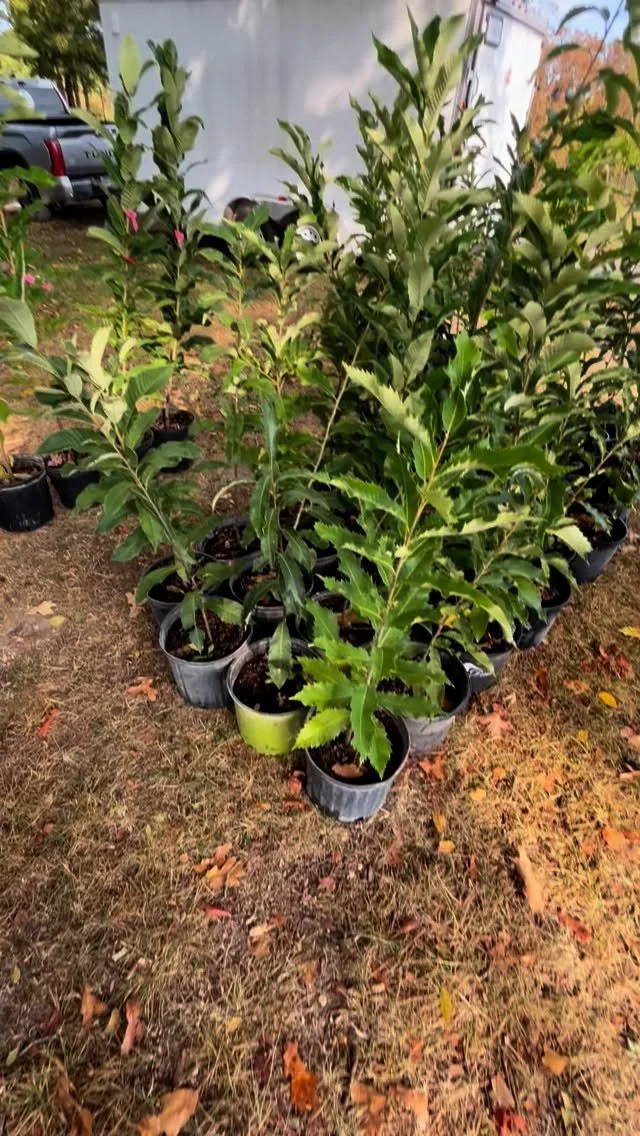 We continue to be underneath a moderate to severe drought. A 10th of an inch of rain fell last night so some relief. Continuing to pray for rain! We are putting together an order of trees to move to Northwest Arkansas tomorrow. Many of these are the