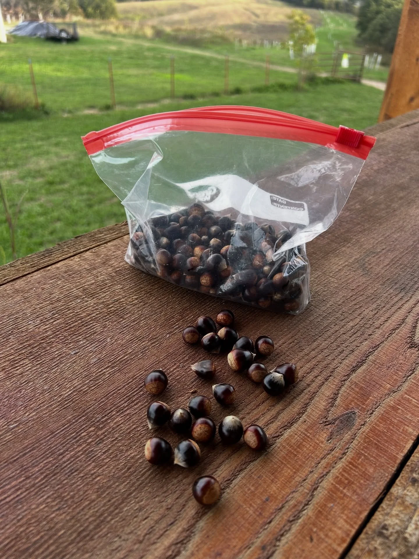 It was quite a surprise to see chestnuts this year from our Ozark Chinquapins. Just a few weeks ago, with the drought and even after hauling water to their remote locations, it seemed unlikely we’d get any at all. We’ll be cold stratifyin