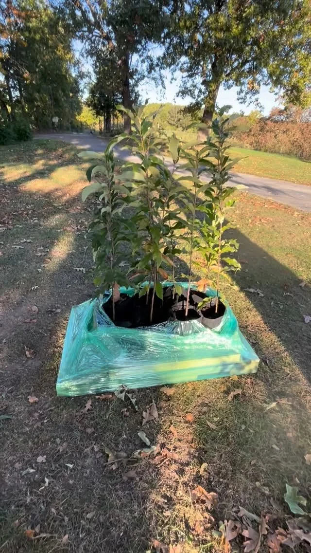 Some of our Ozark Chinquapin Chestnut trees headed out to a customer in Huntsville, Alabama. Just one of many chestnut trees varieties we offer along with chestnuts. Did you know that the Ozark Chinquapin Chestnut is a cousin to the American Chestnut