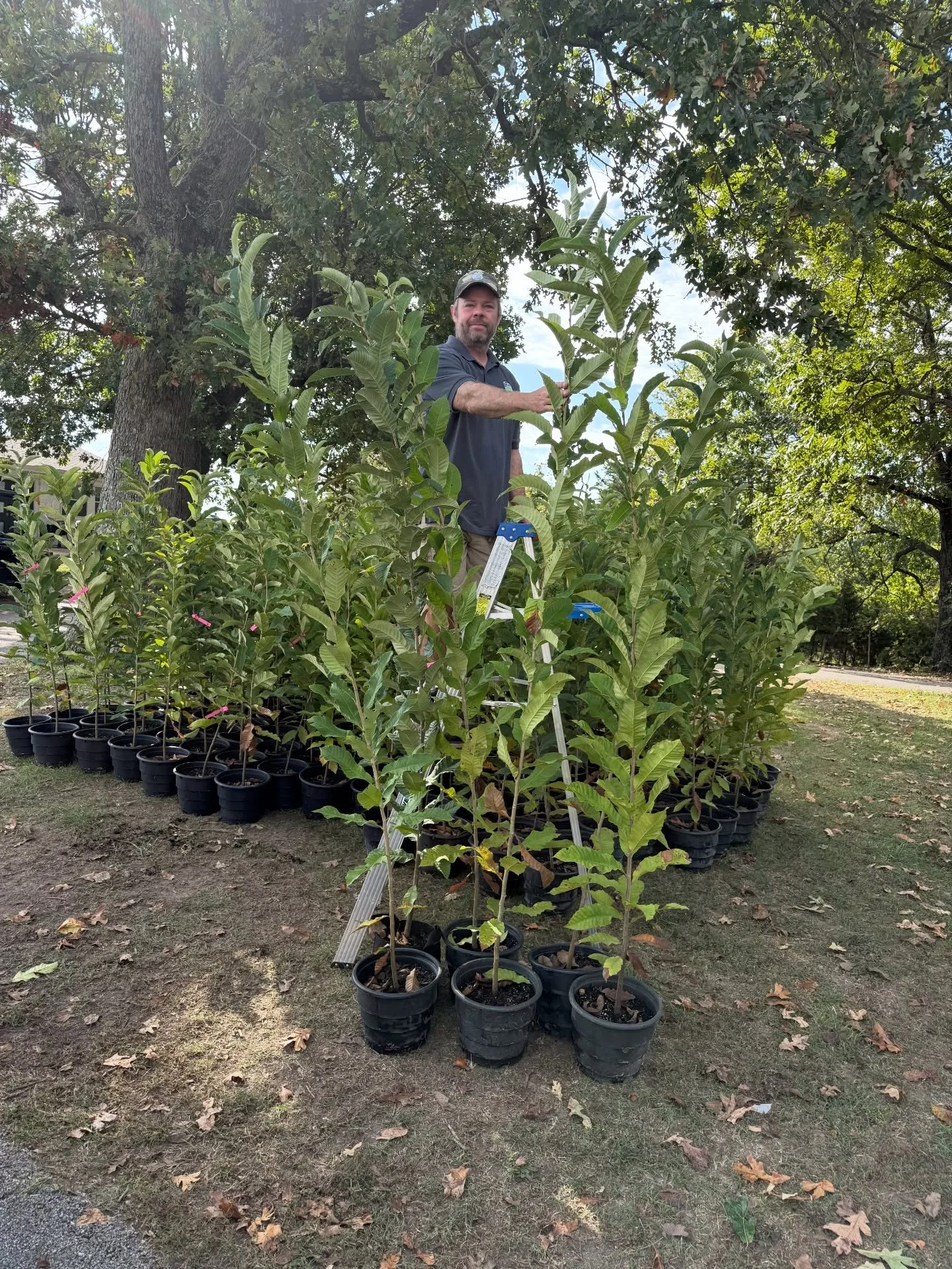 We hope your New Year is off to a great start and that you enjoyed a wonderful Christmas with family and friends!

Fall pre-orders are now open on our website. Inventory is limited, and reserving your trees now is the best way to ensure availability 