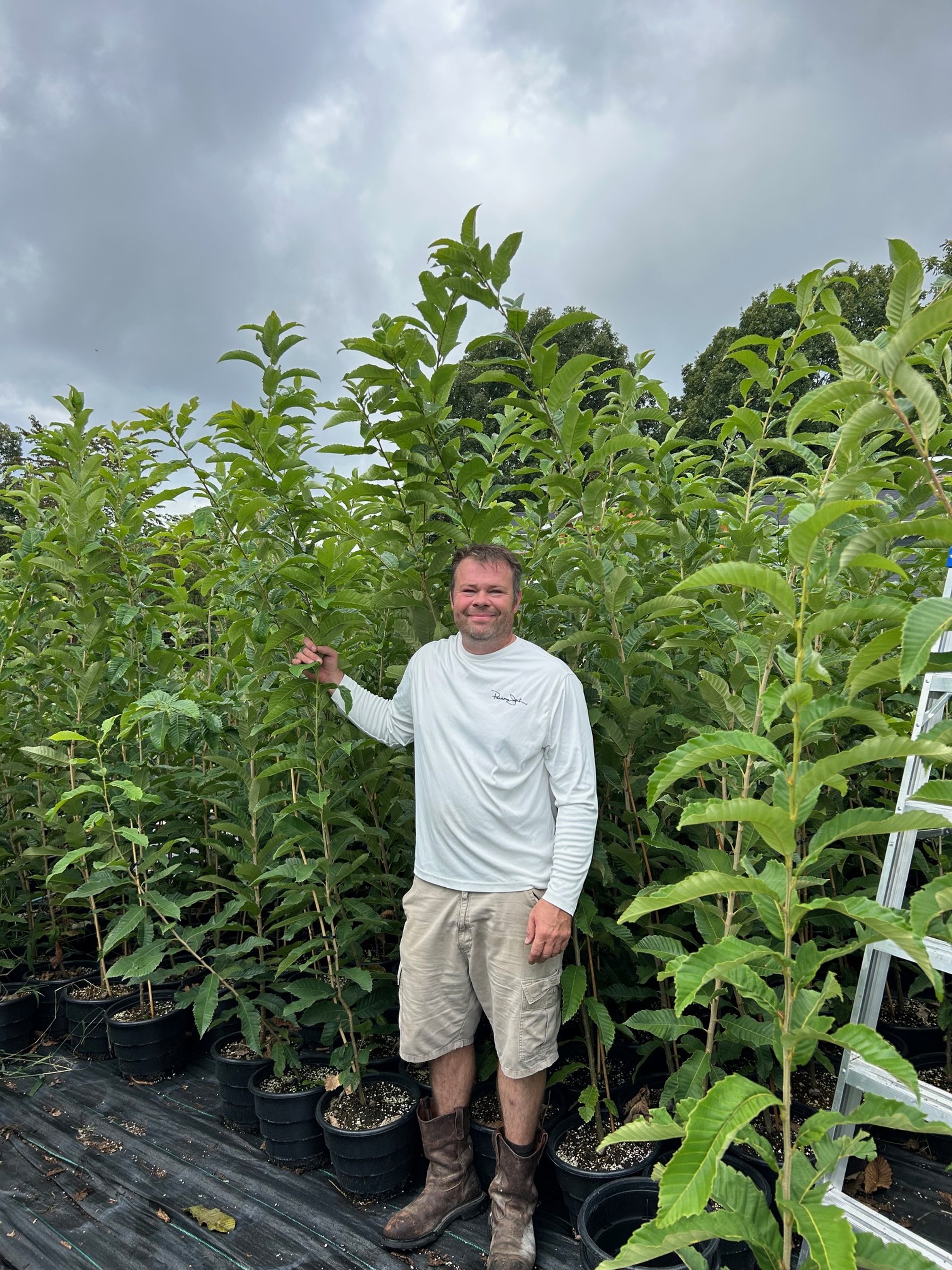 Large Chestnut Trees for sell
