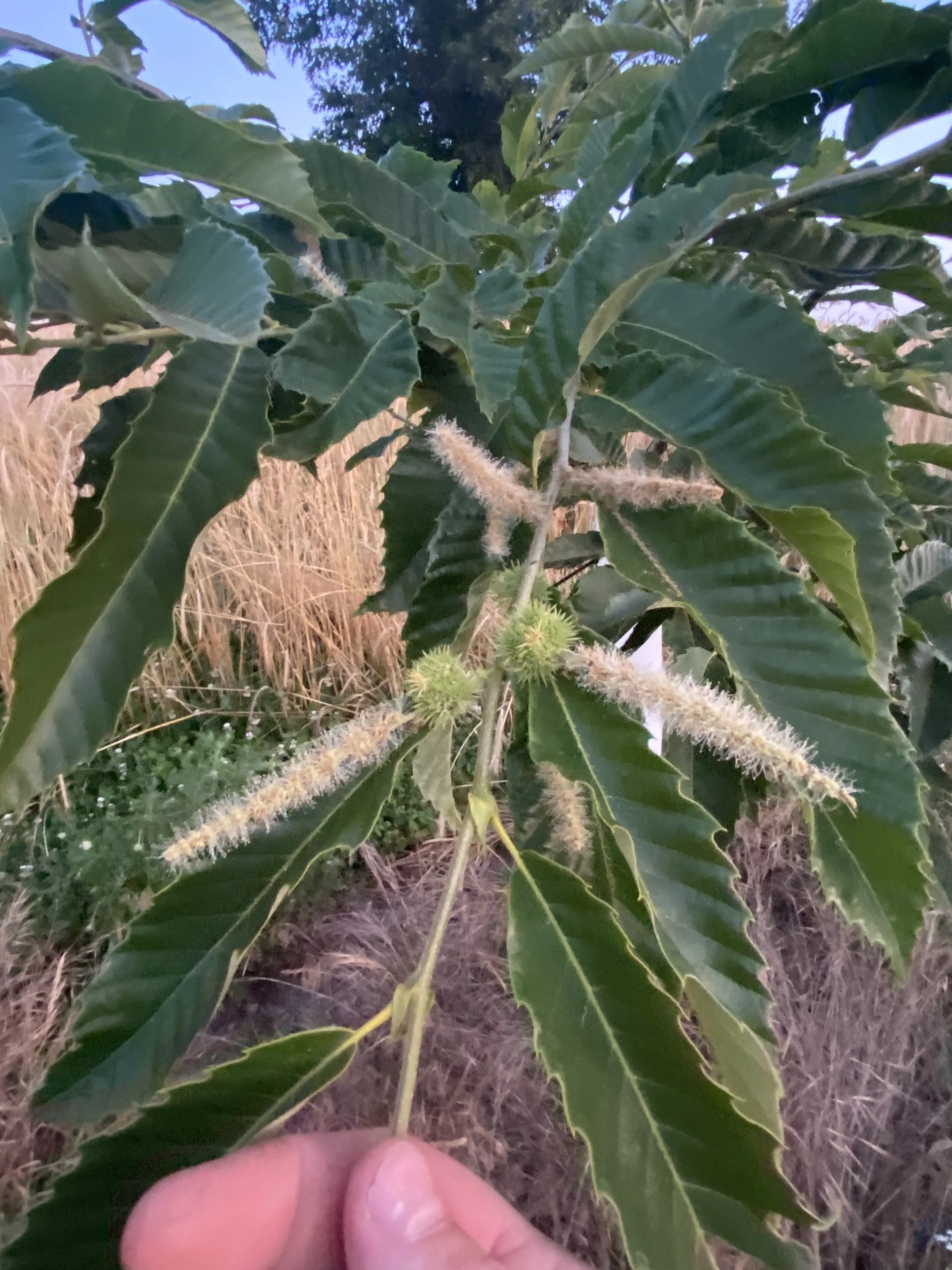 About — Chestnuts In The Ozarks