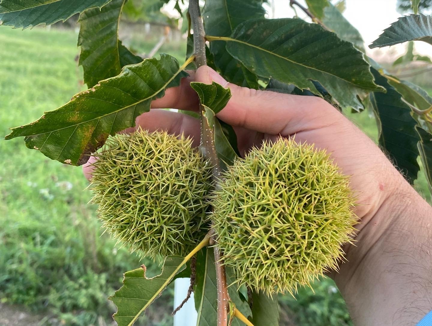 Chestnut Bur