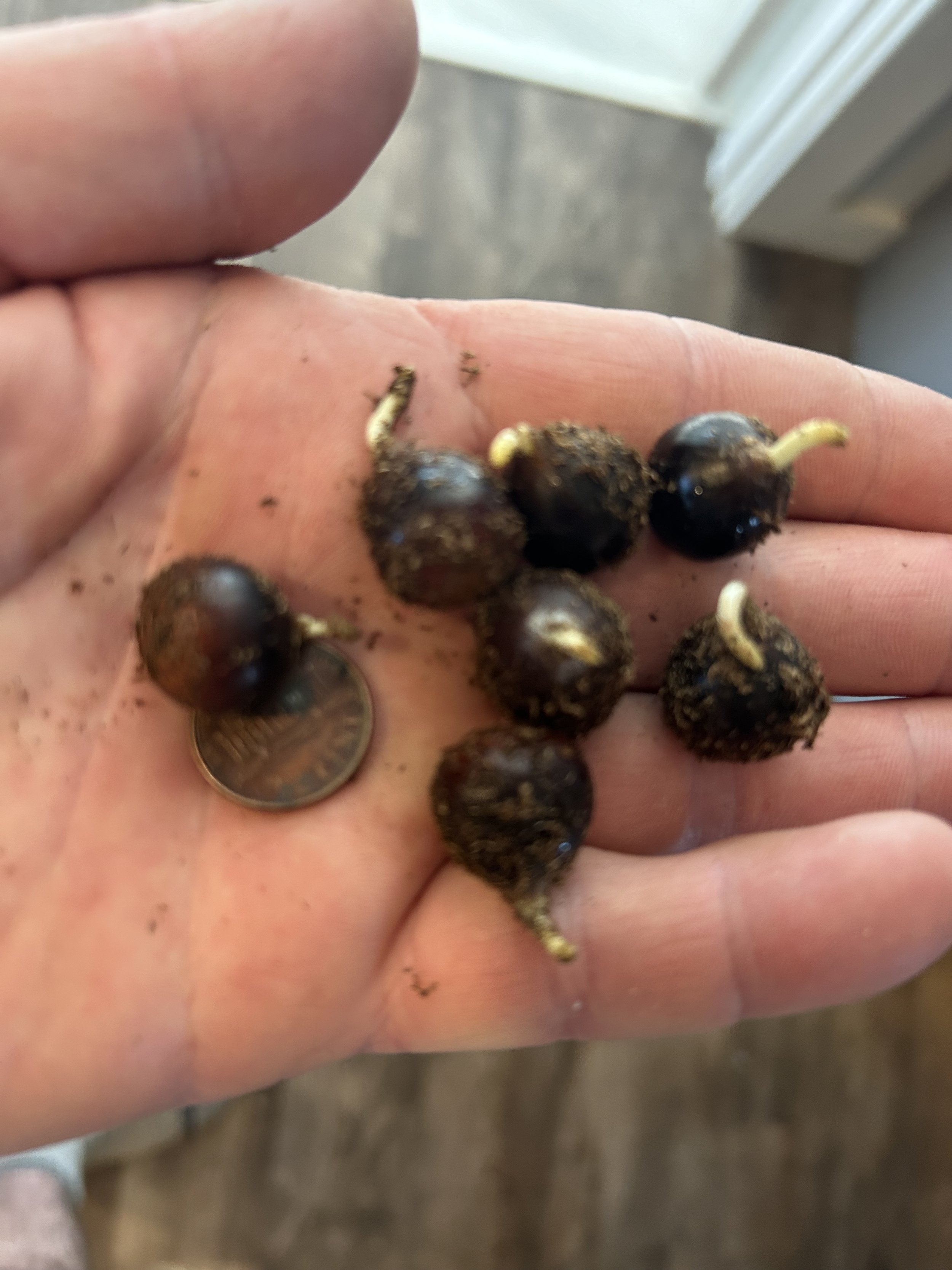 Ozark Chinquapin seed germinating