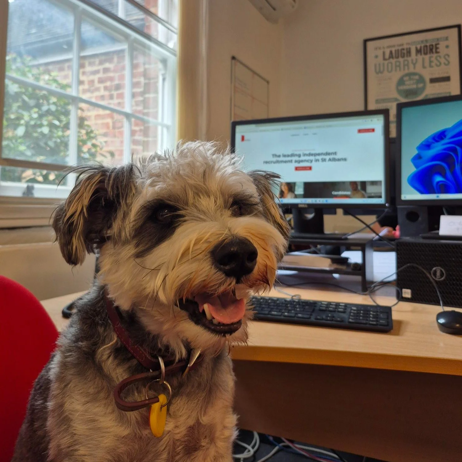 We're proud to introduce our latest recruit....Scout! ❤️

#DogsAtWork #Recruitment #RedDoorRecruitment