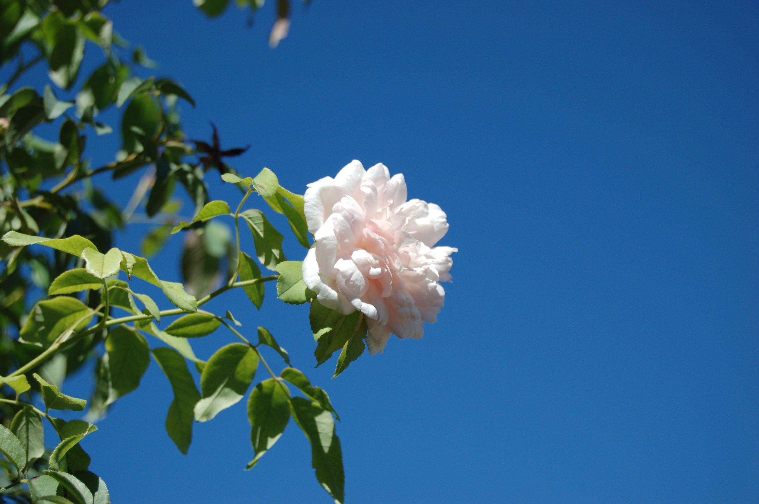 Eclipse Rose