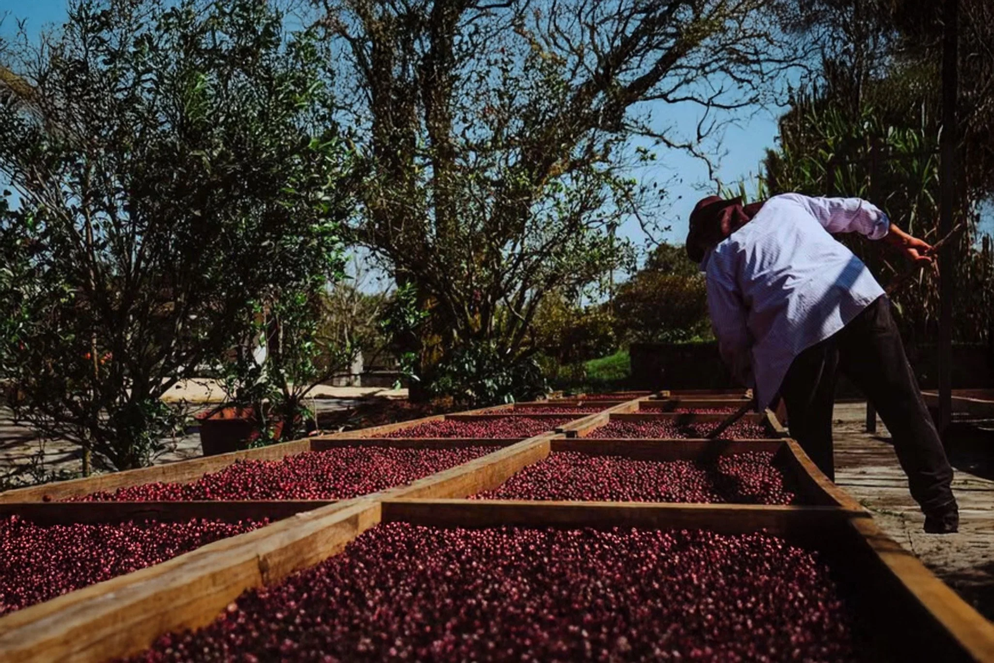 mexico finca fatima.jpg
