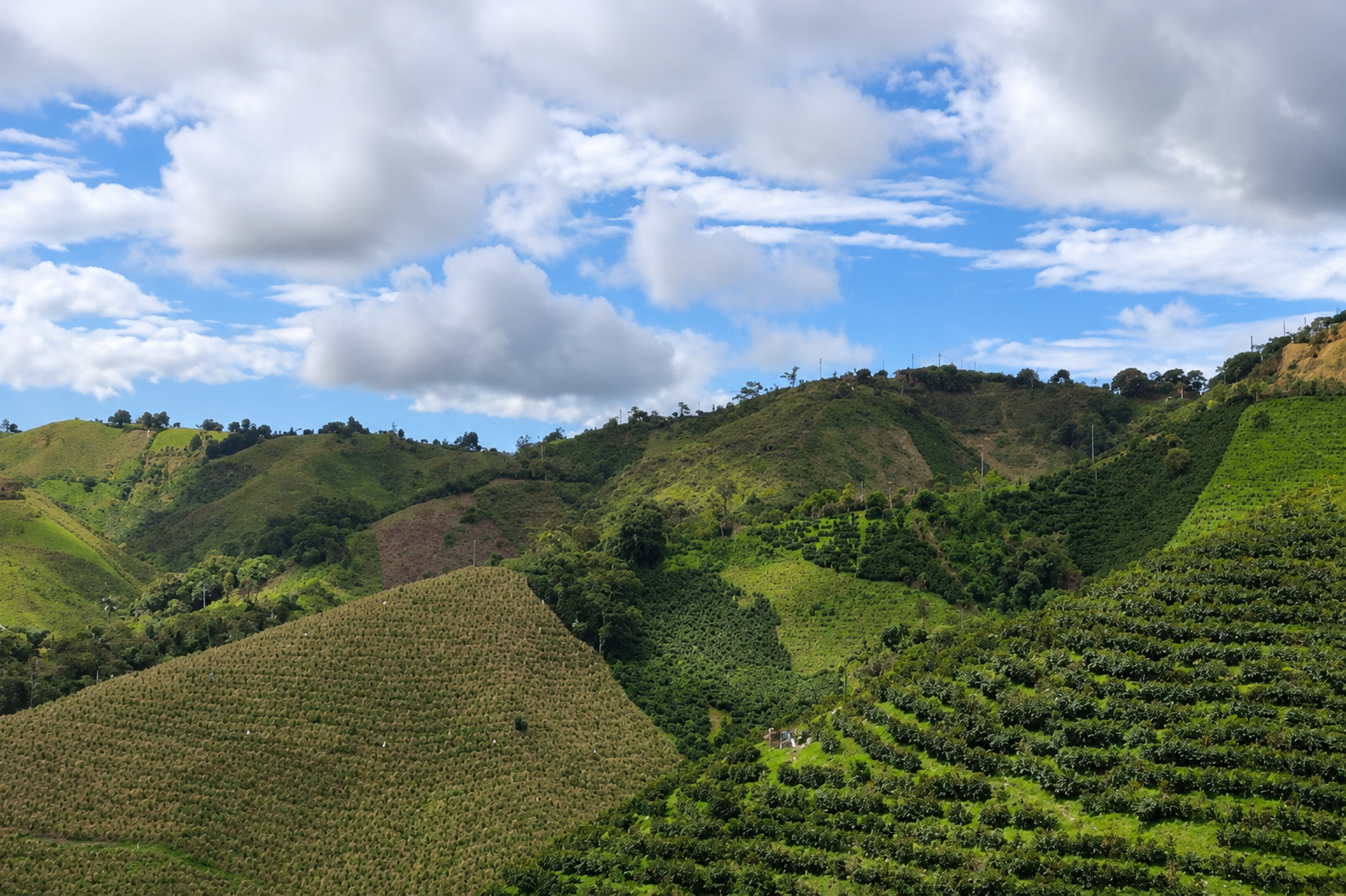 colombia huila large.jpg