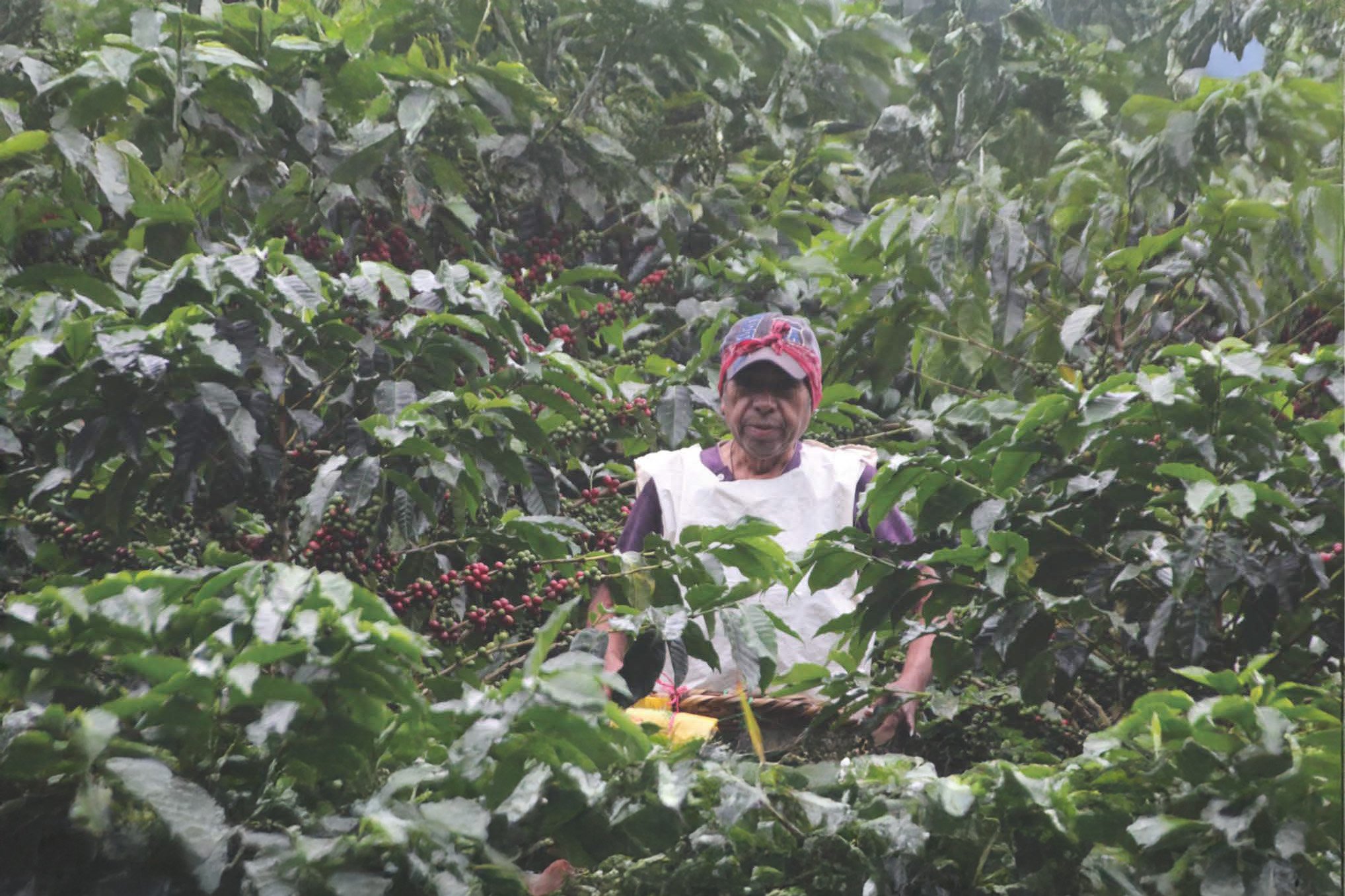 nicaragua honey.jpg