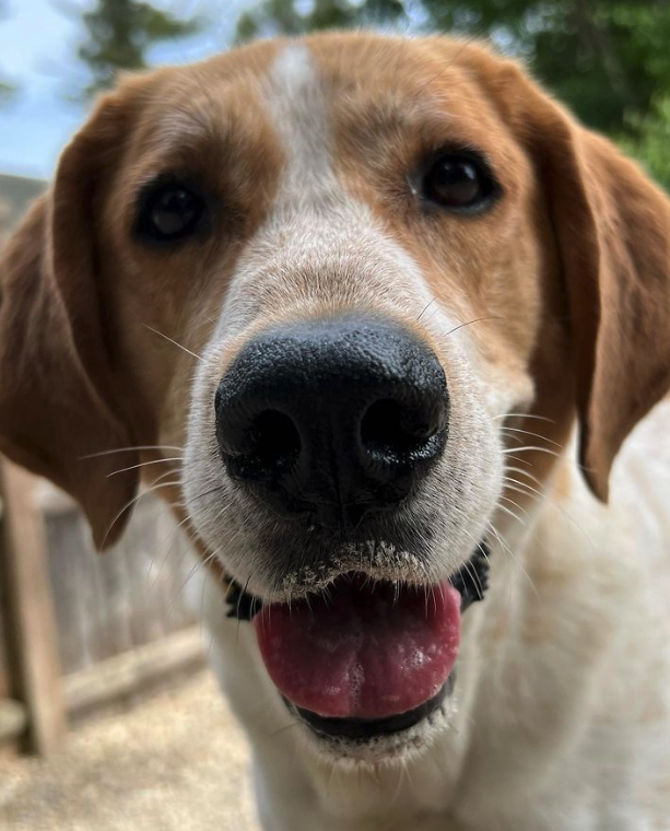 Do Dogs Have Special Needs