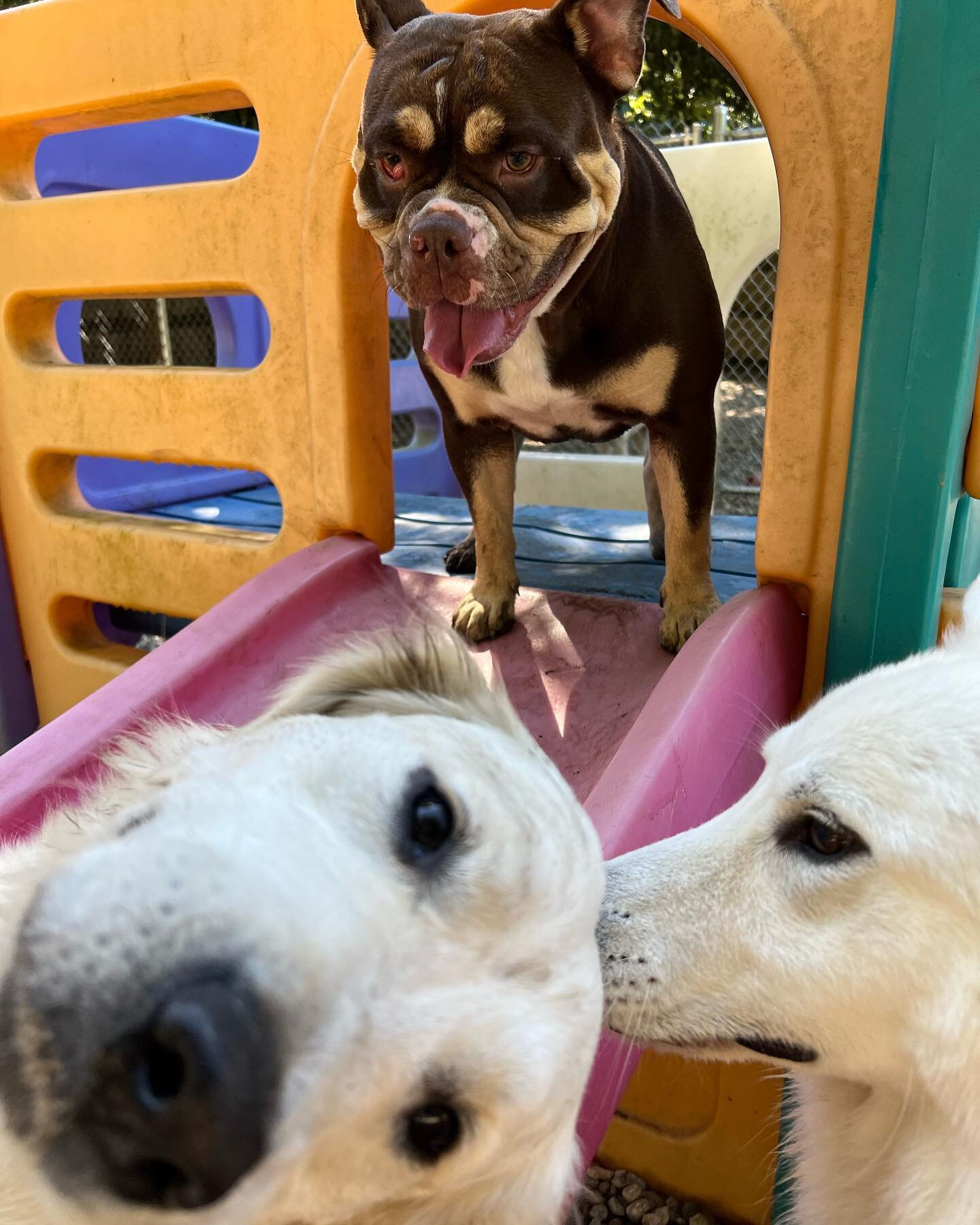 #goofydog #sillydogs #cute #dogs #dogsofinstagram #mustlovedogs #dogslife #doggydaycarelife #happydogs #playhard #besilly #playgroup #funtimes #southshorema #duxburykennel