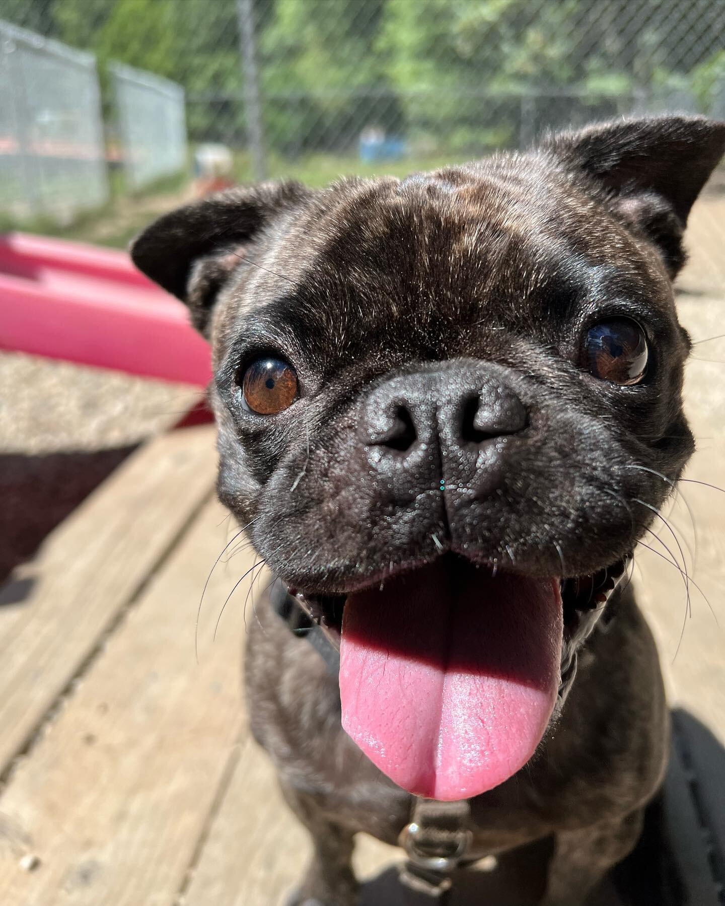 Smalls 🐾 #smalldogs #smalldogsofinstagram #cuties #happy #happydog #mustlovedogs #dogsarethebest #sunsouttonguesout #dogslife #doggydaycare #dogboarding #southshorema