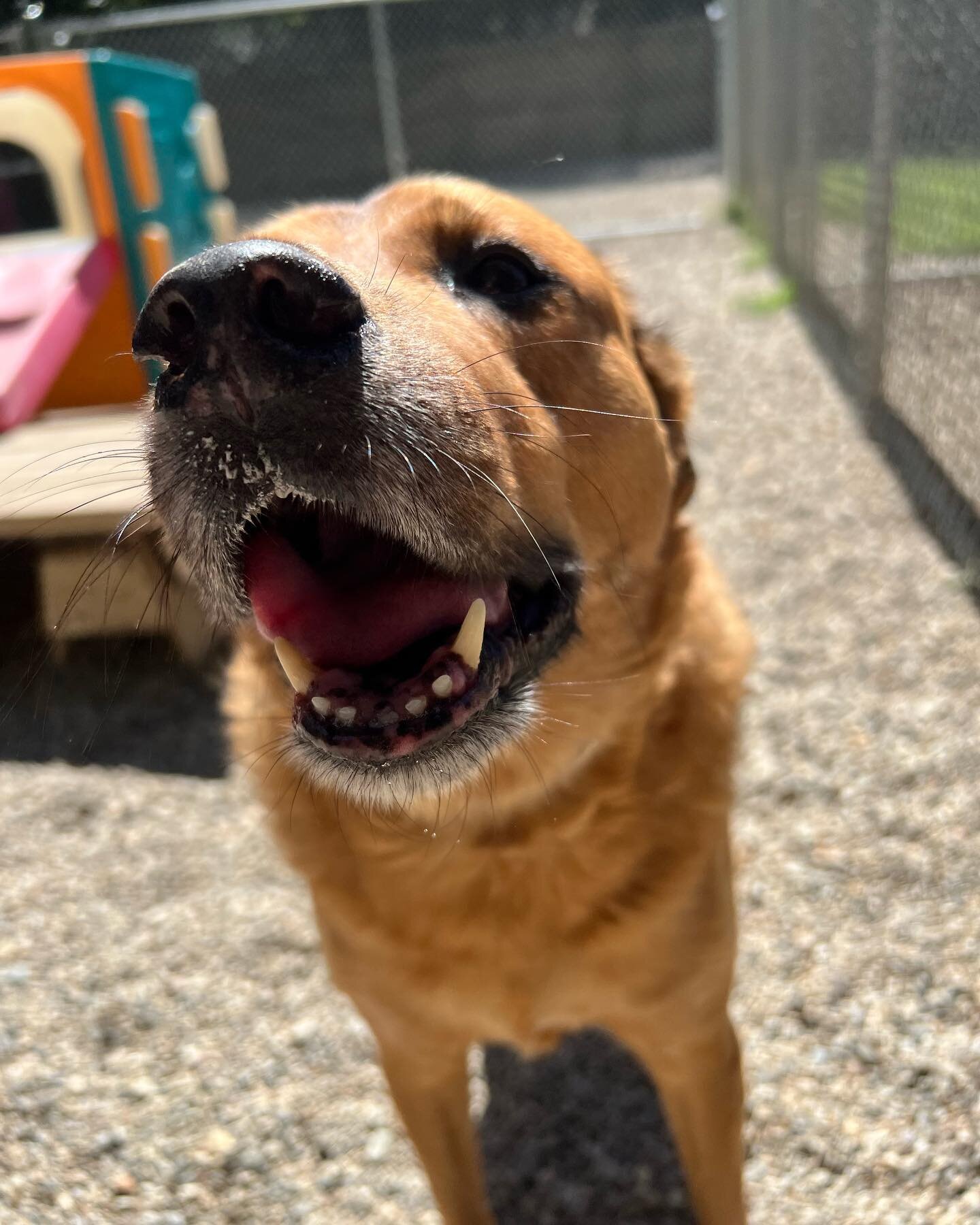 Mason getting out for an afternoon stretch 💕 #cutedog #happydog #dogsofinstagram #dogboarding #mustlovedogs #happydoghappylife #duxburykennel